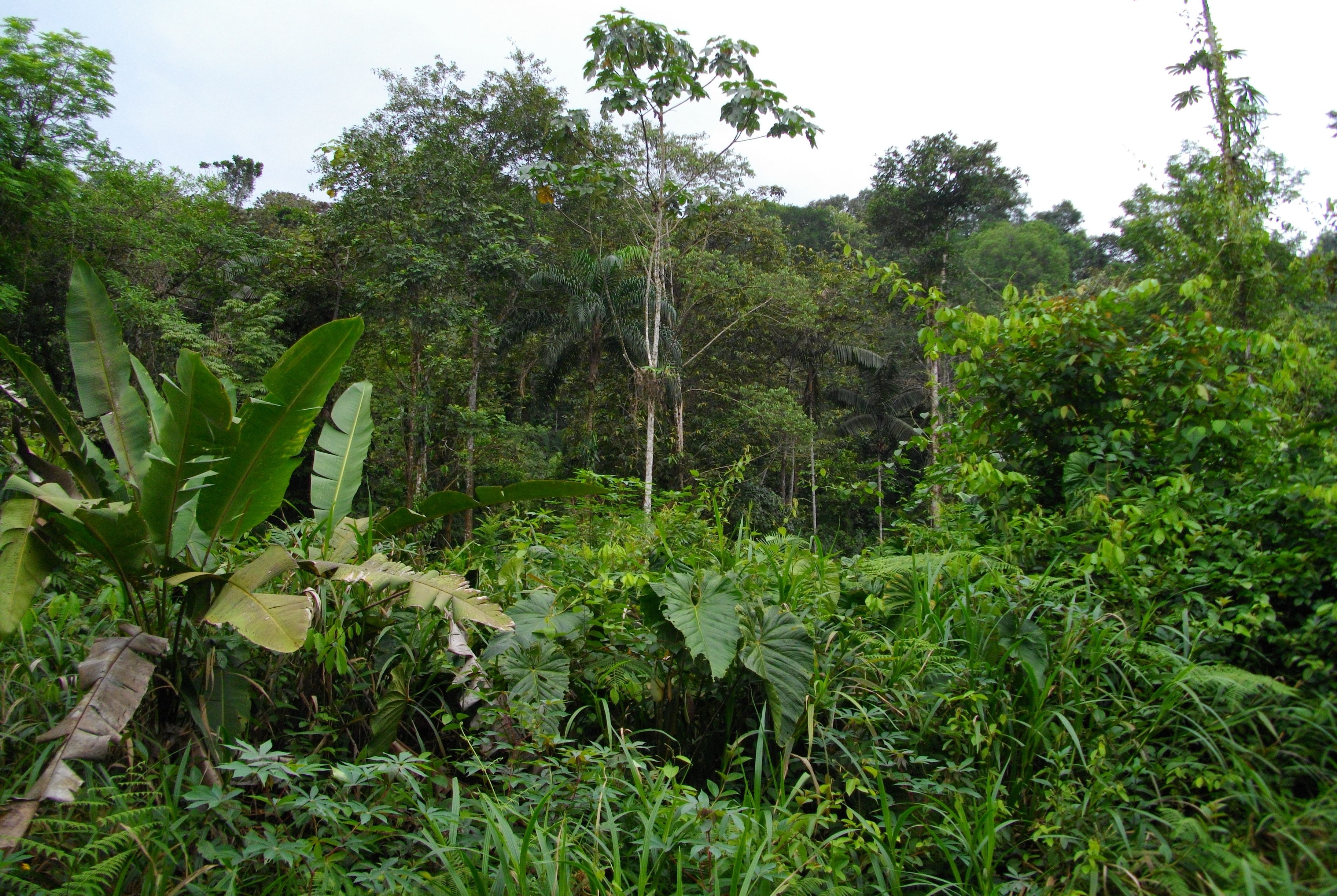 image San Cipriano