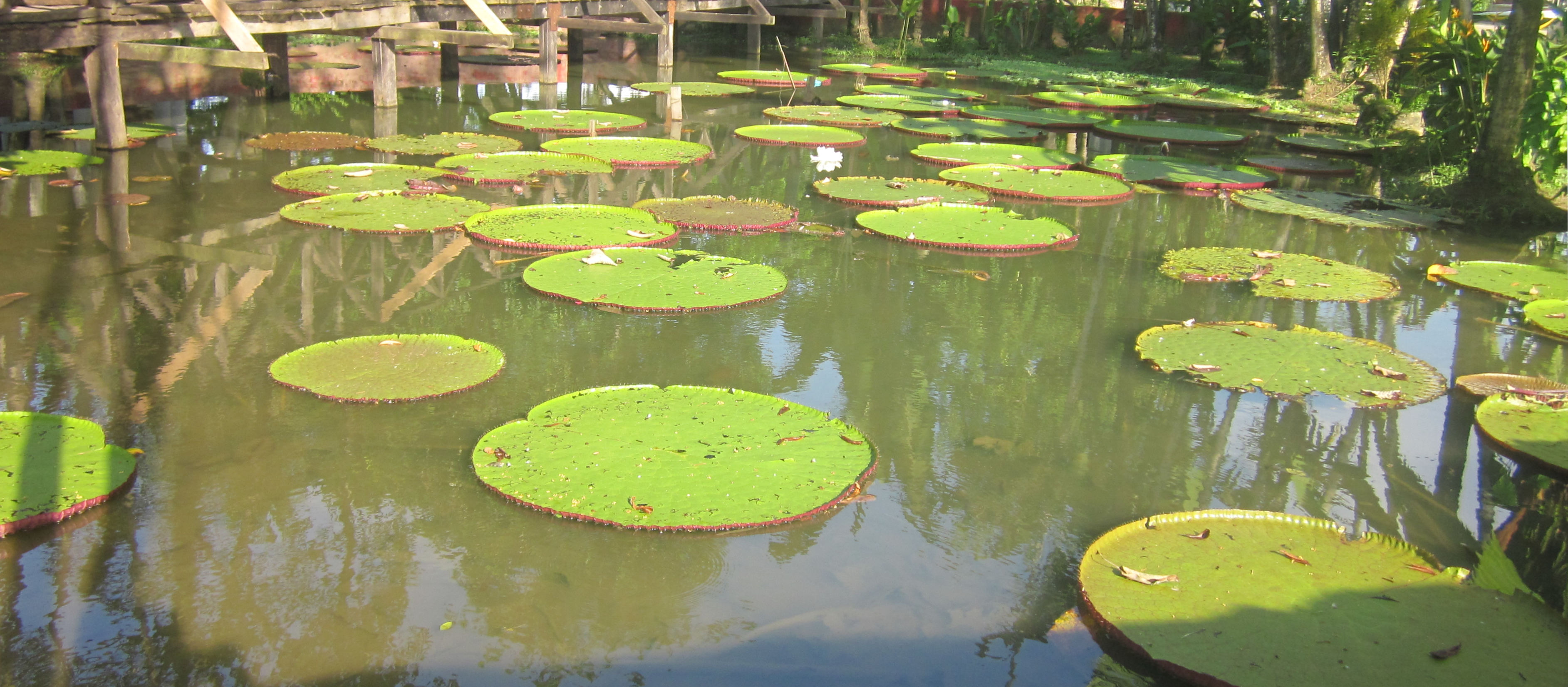 image Amazonas