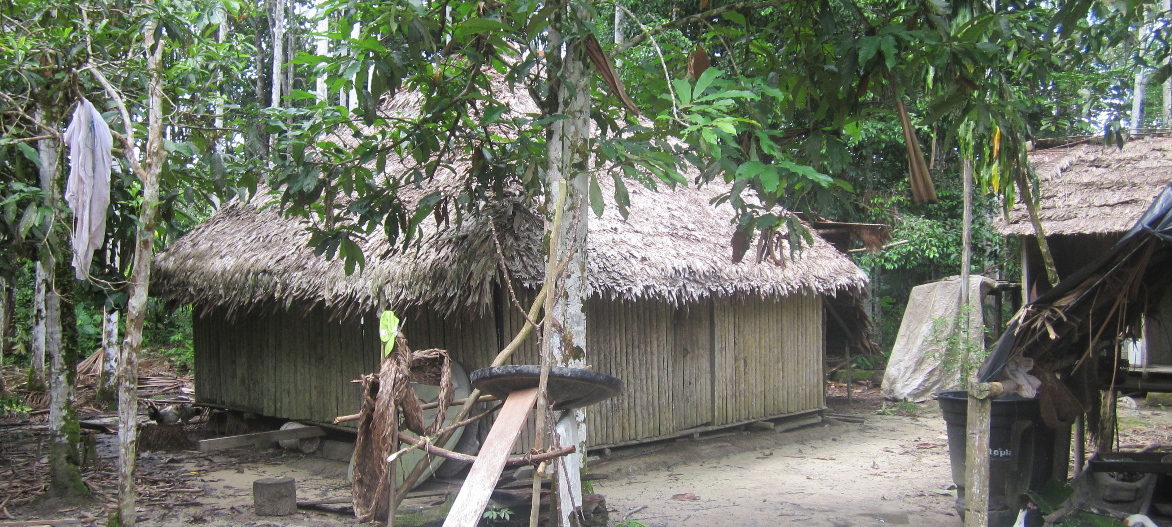 image Amazonas