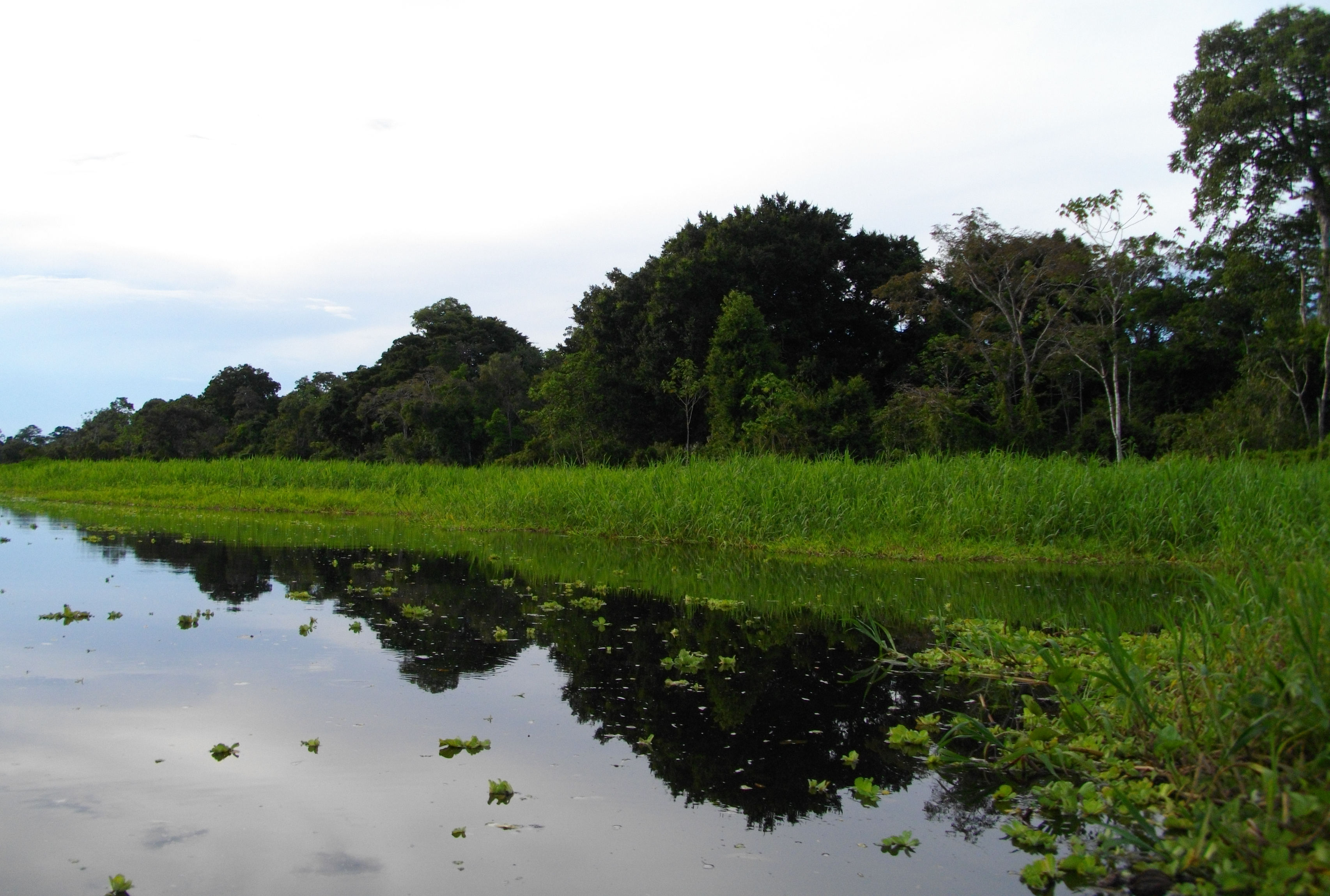 image Amazonas