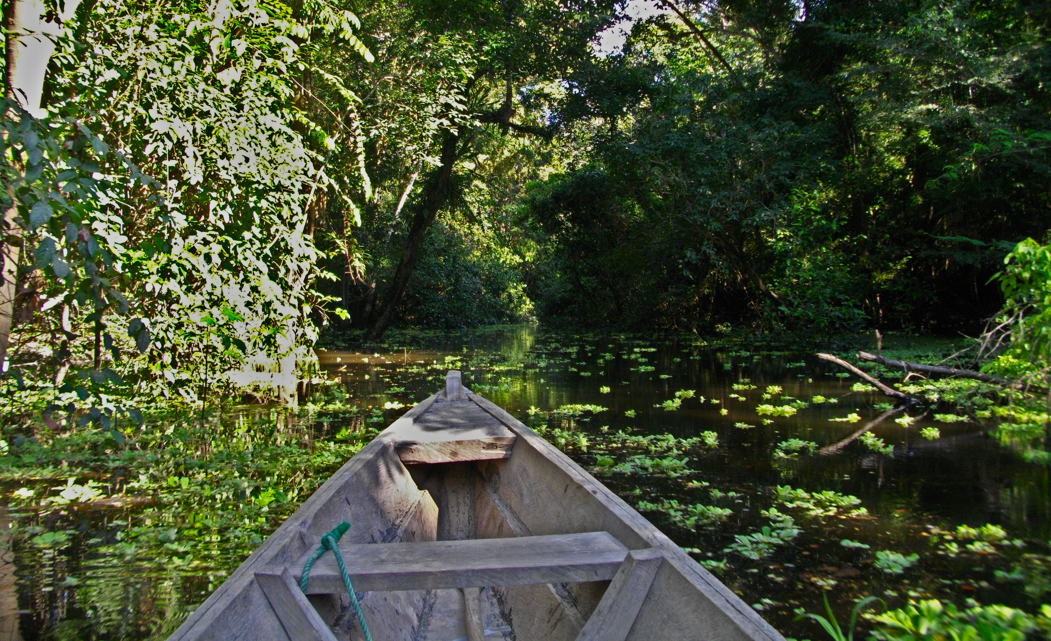 image Amazonas