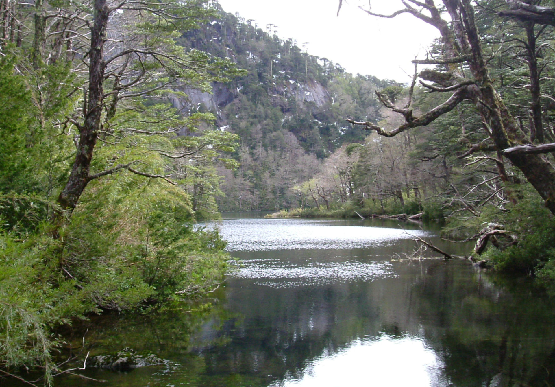 image Araucania