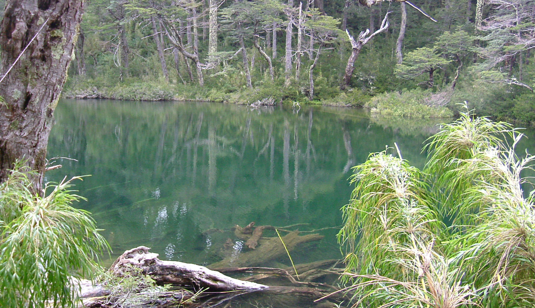 image Araucania