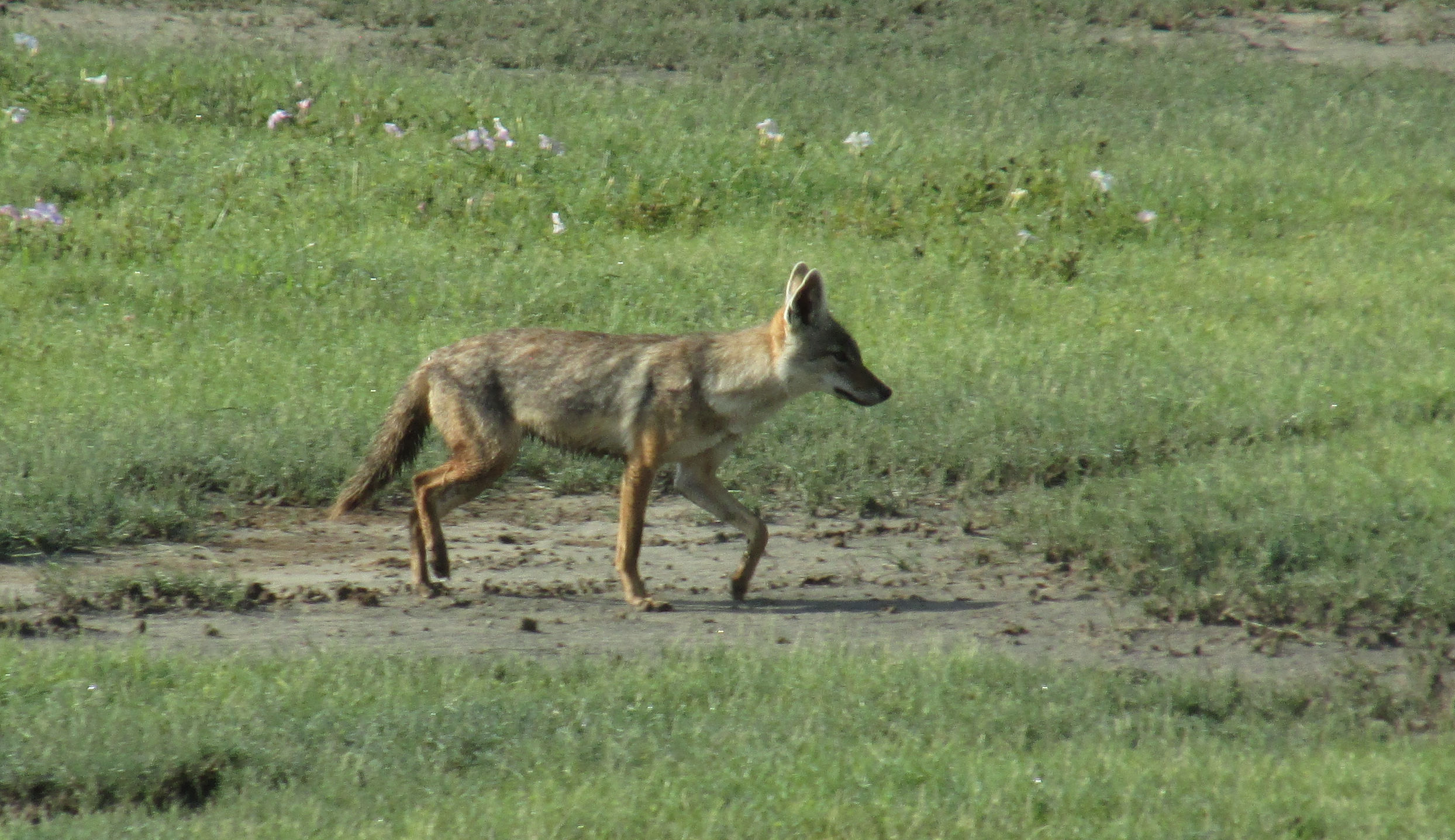 image Arusha