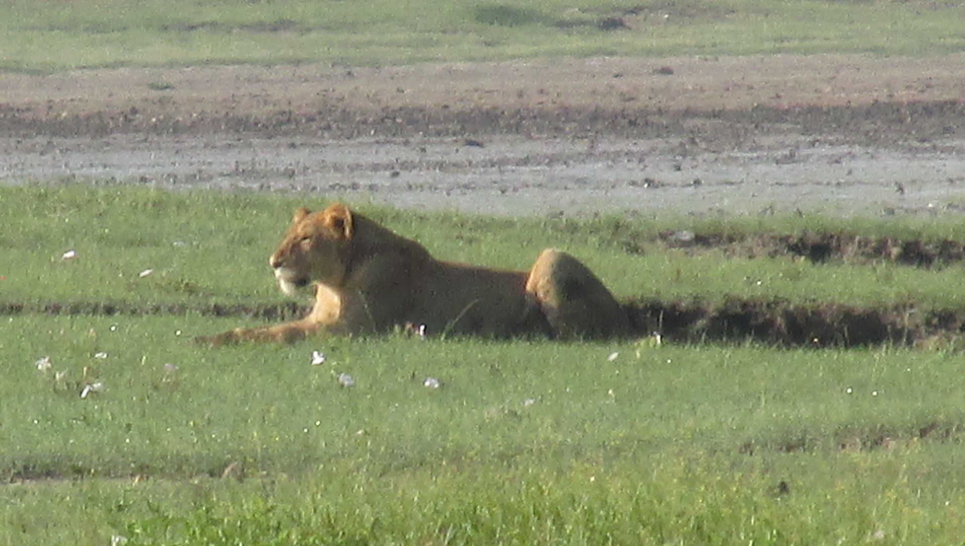 image Arusha