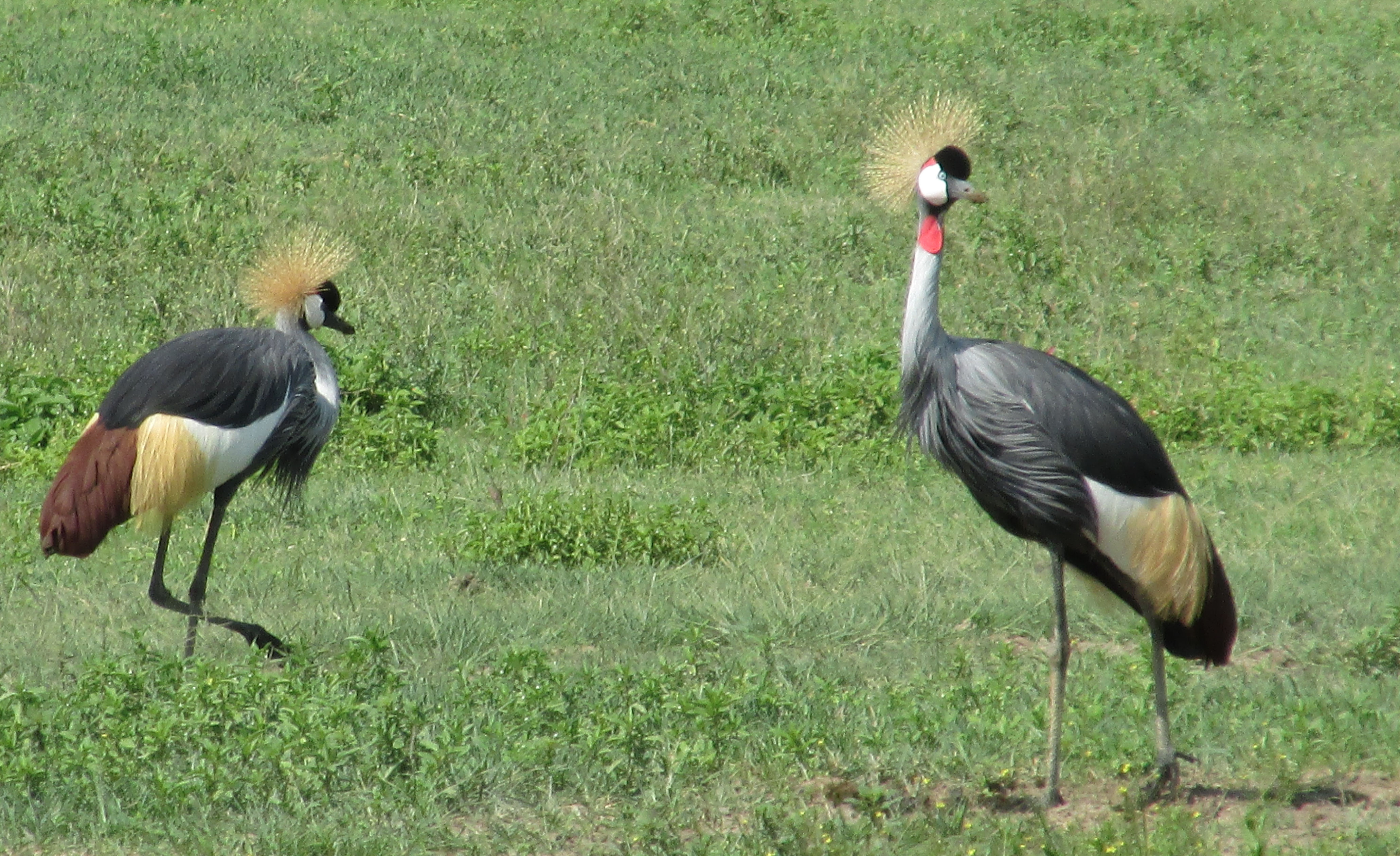 image Arusha