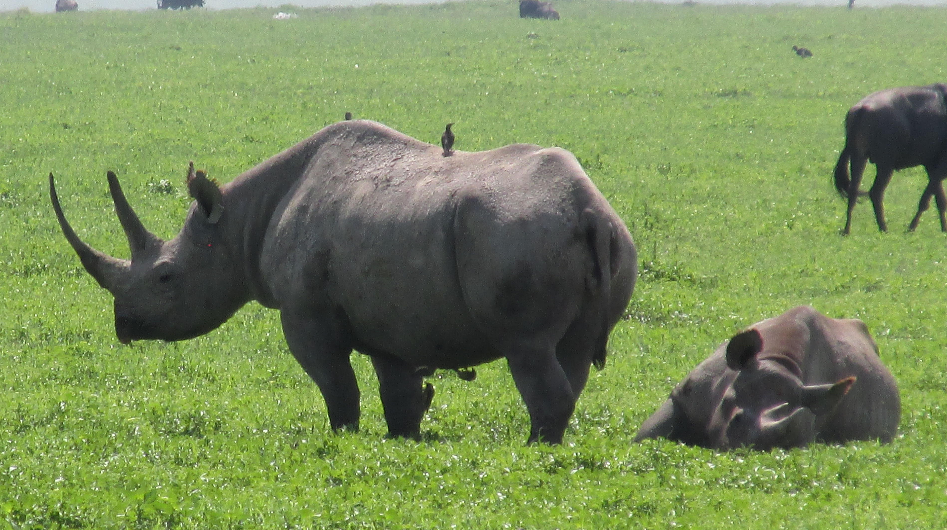 image Arusha