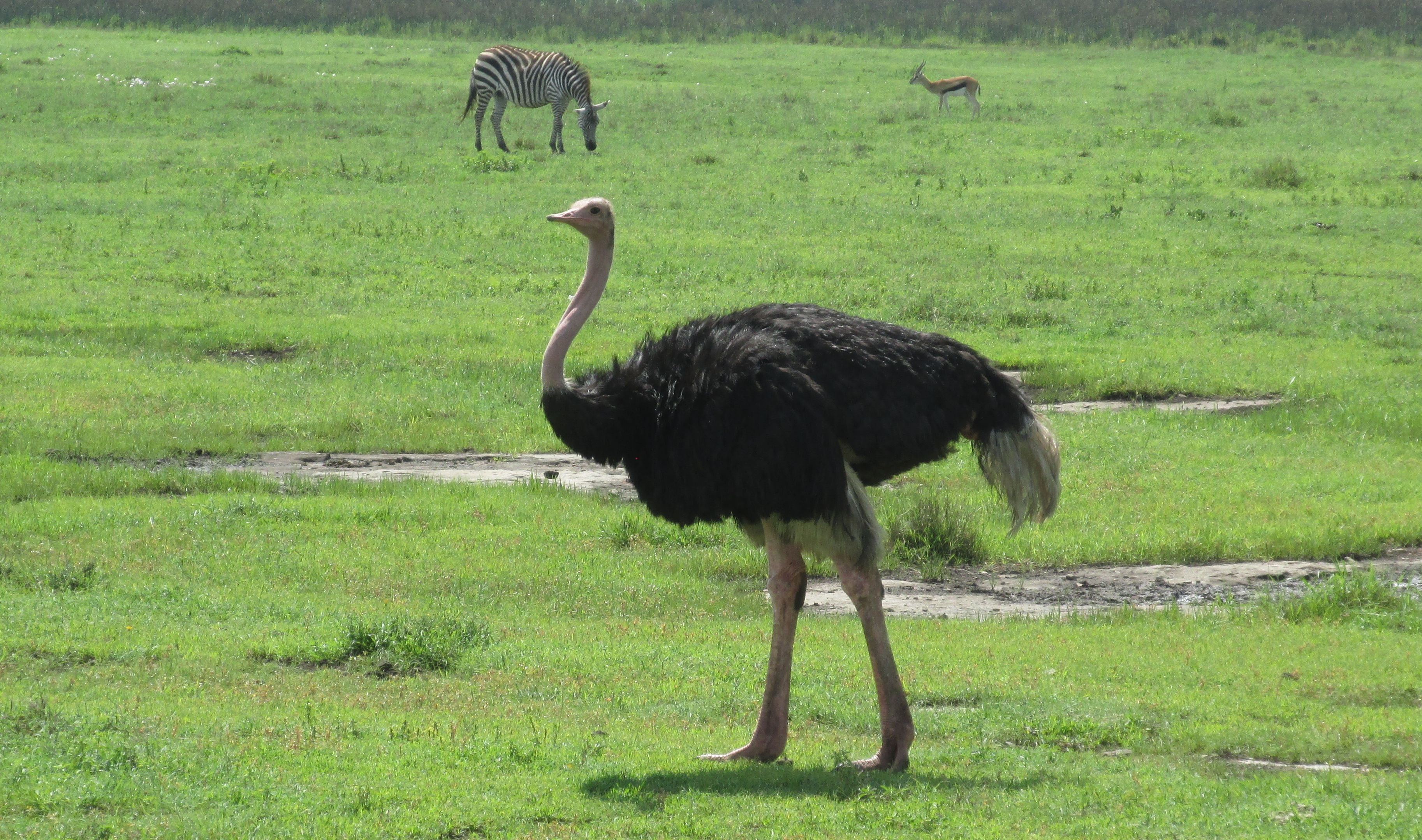 image Arusha