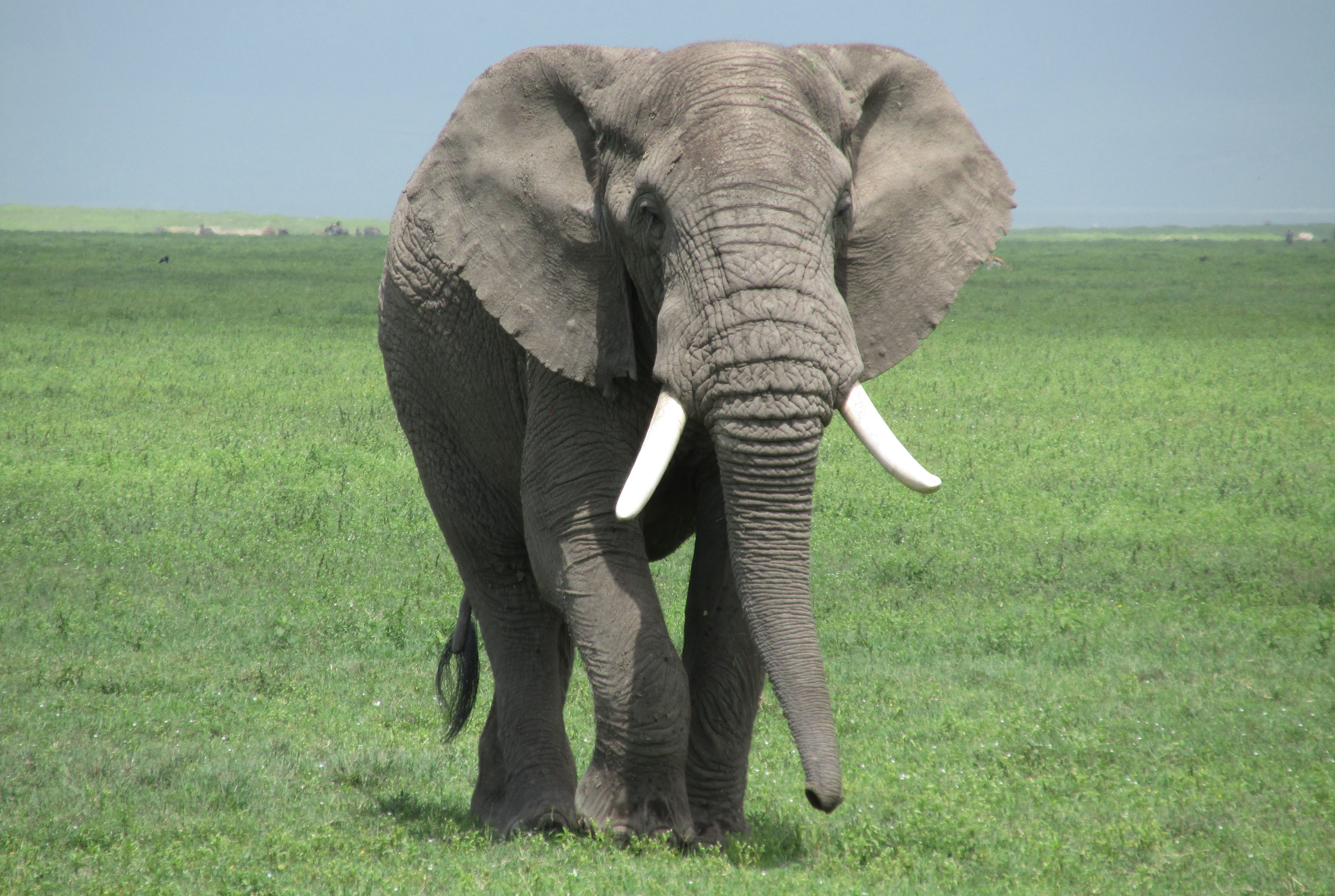 image Arusha