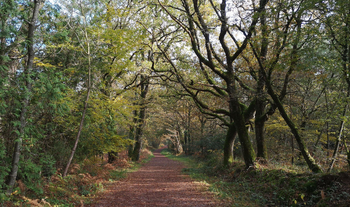 image Brocéliande