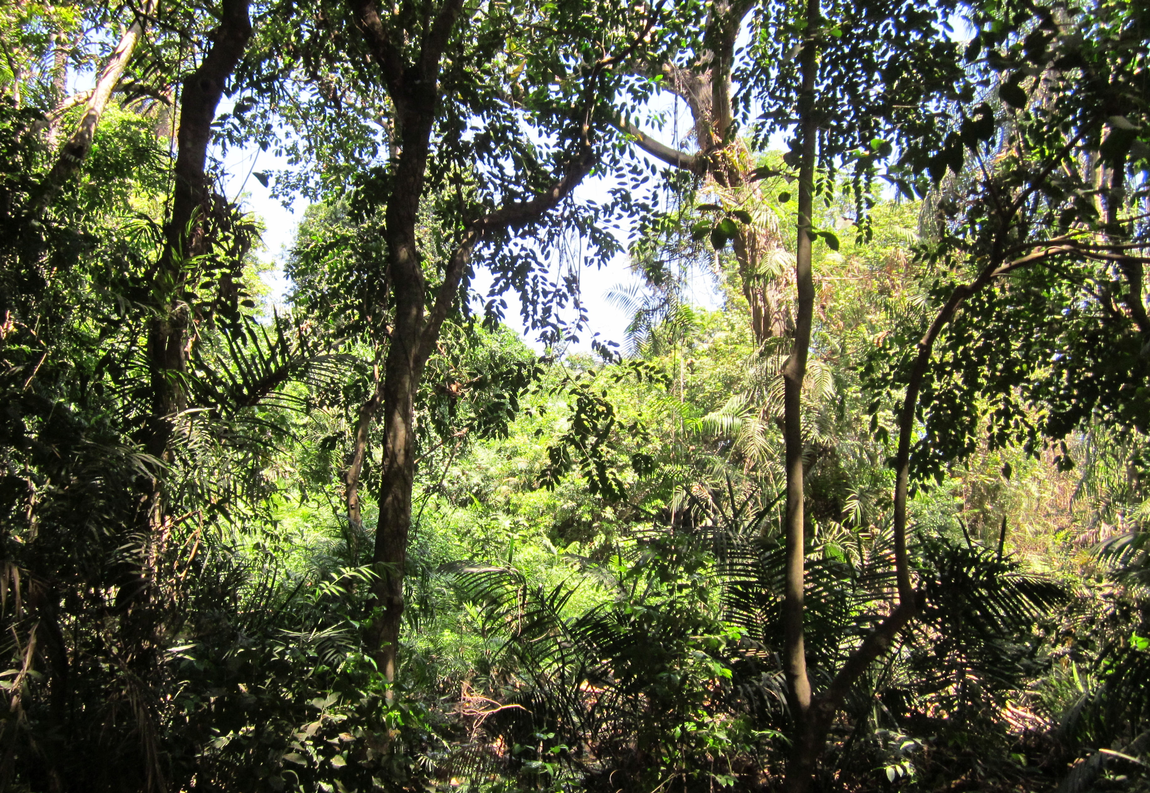 image Abuko Nature Reserve