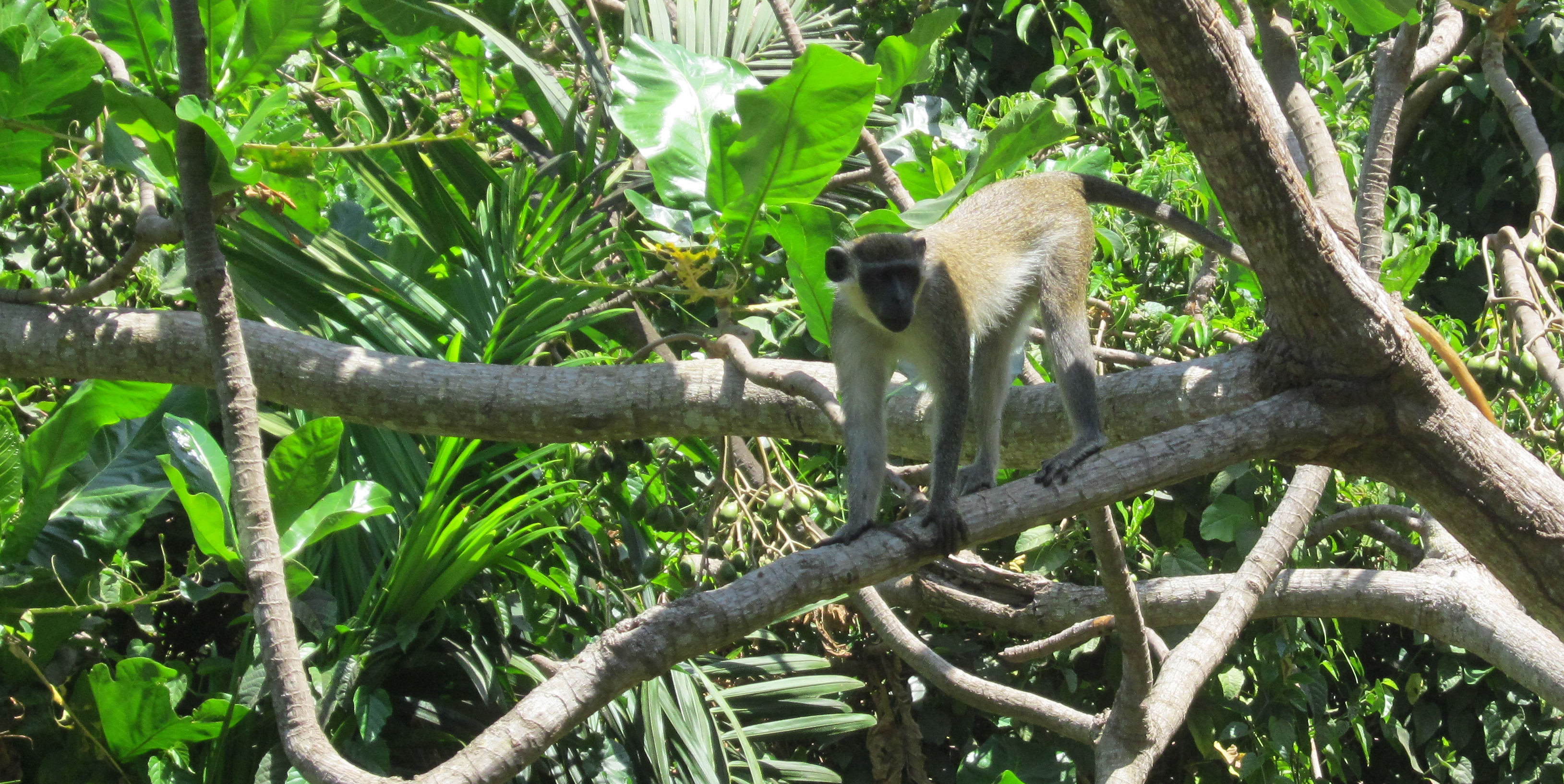 image Abuko Nature Reserve