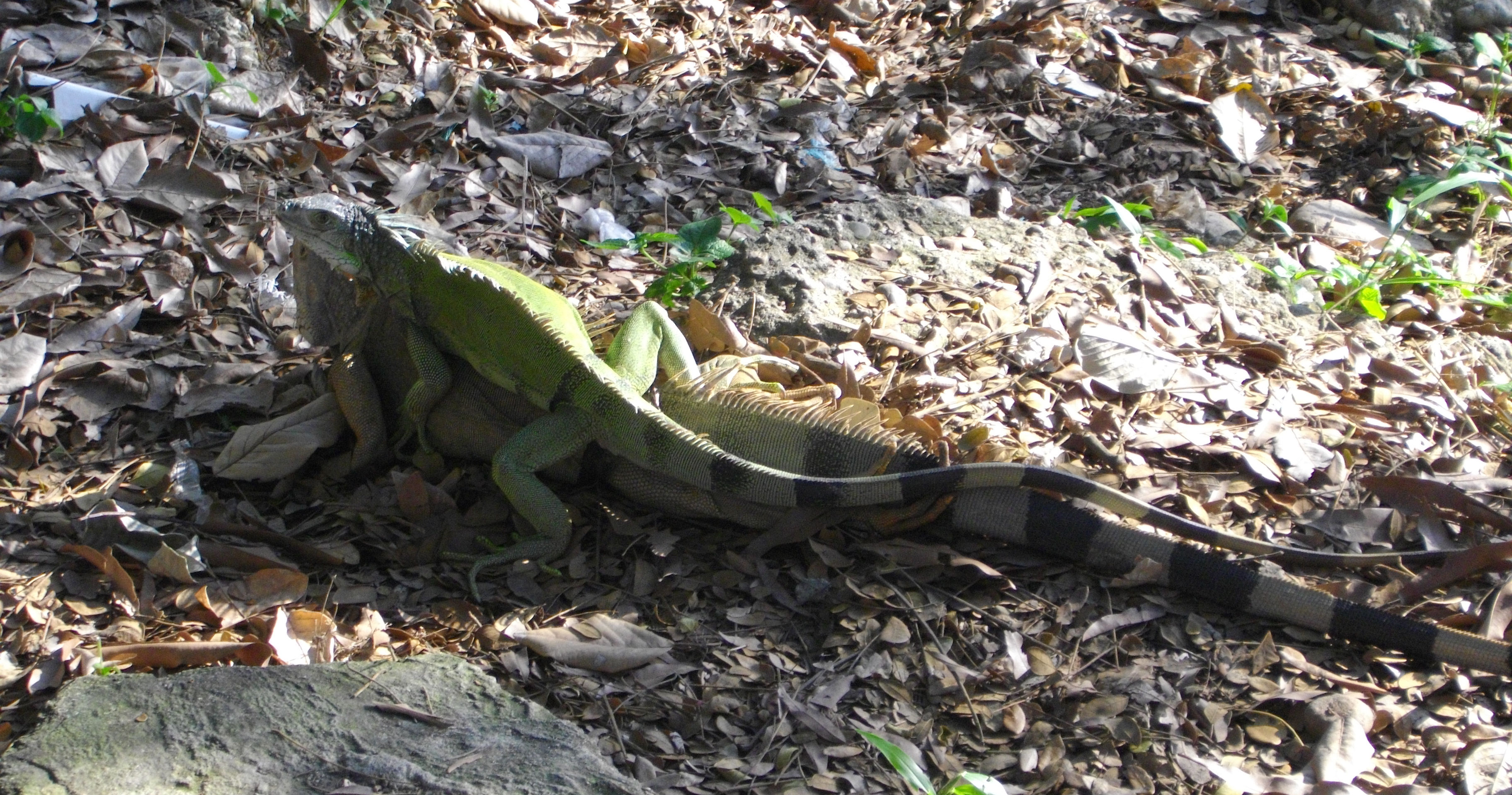 image Iguana