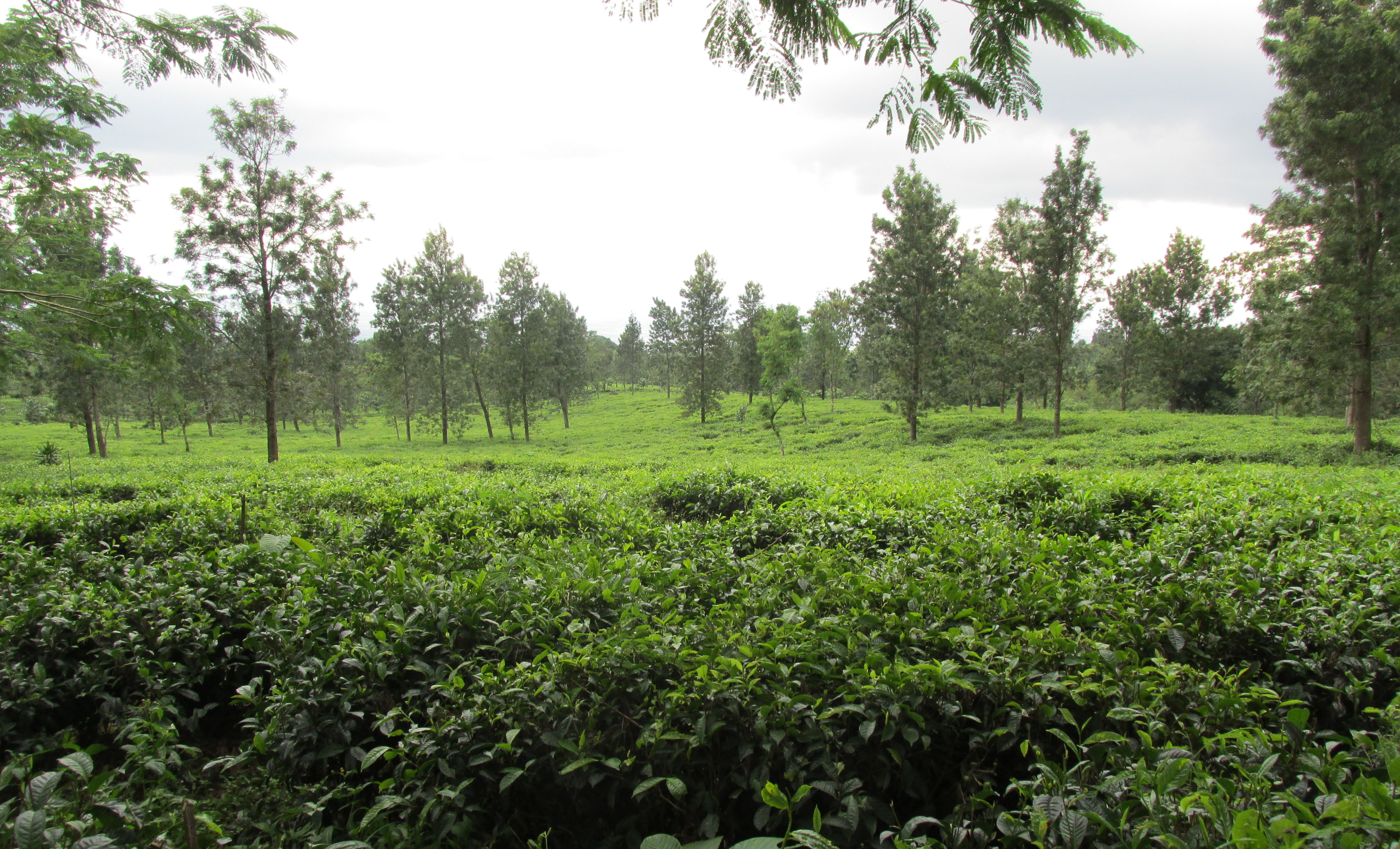 image Jawa Timur