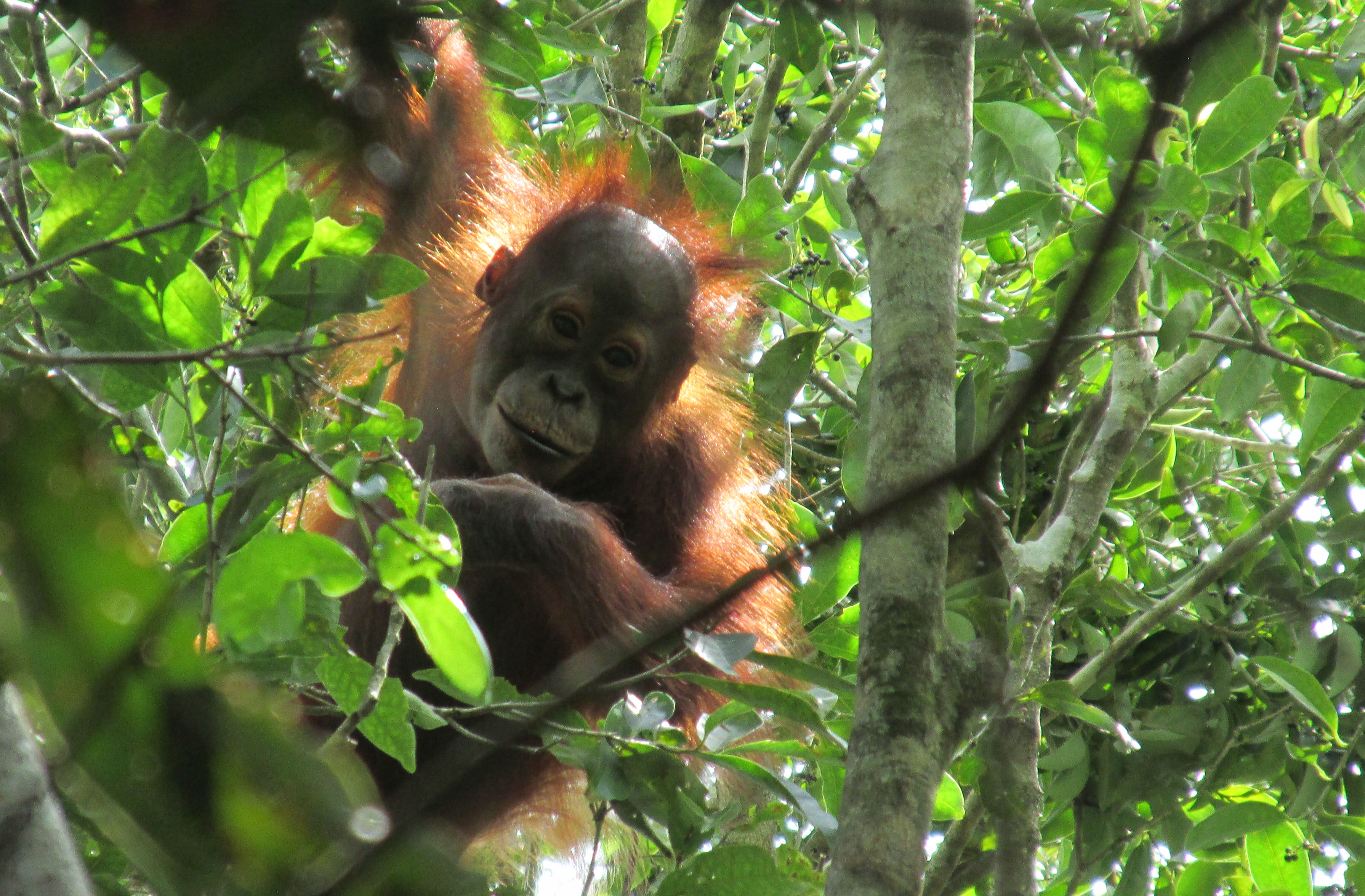 image Kalimantan Central