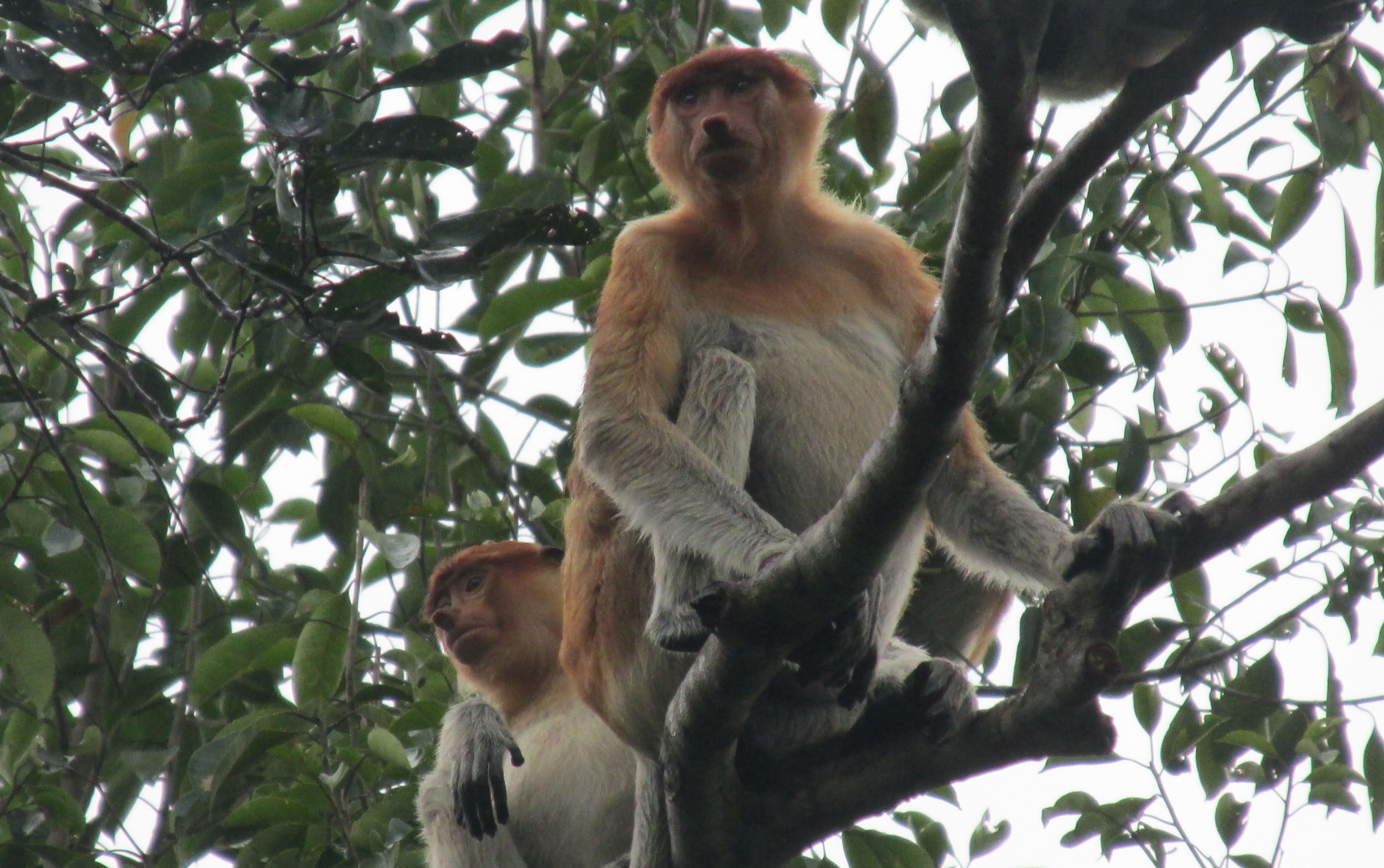 image Kalimantan Central