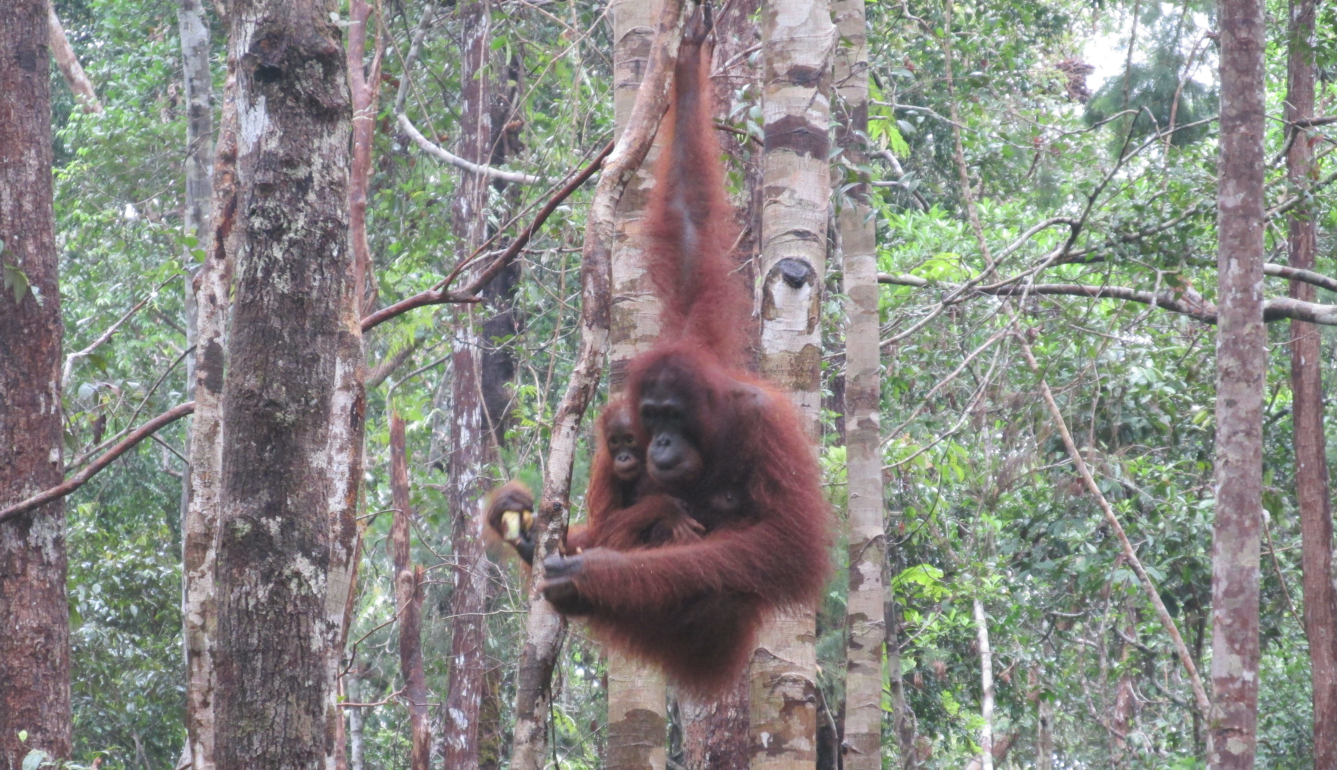 image Kalimantan Central