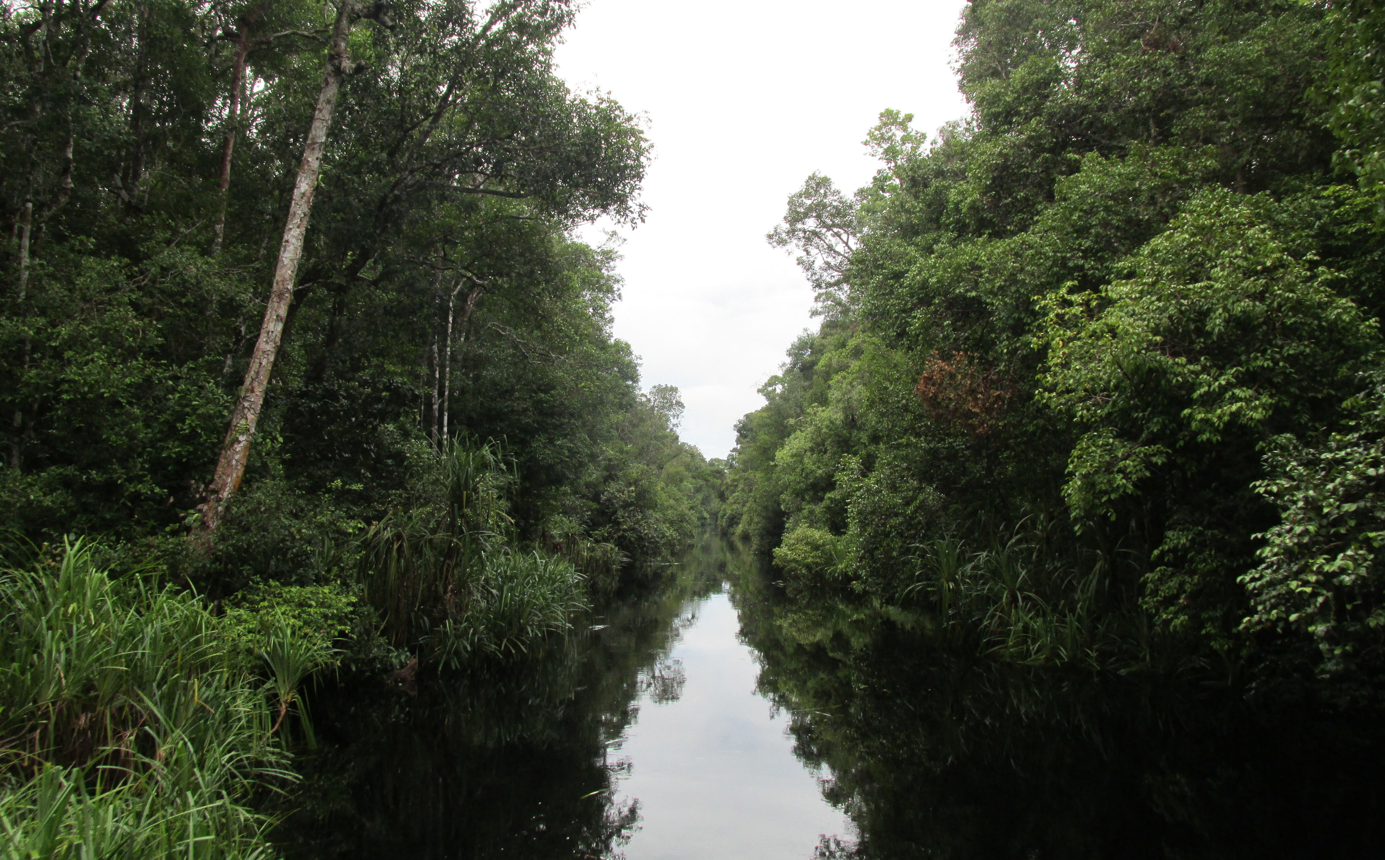 image Kalimantan Central