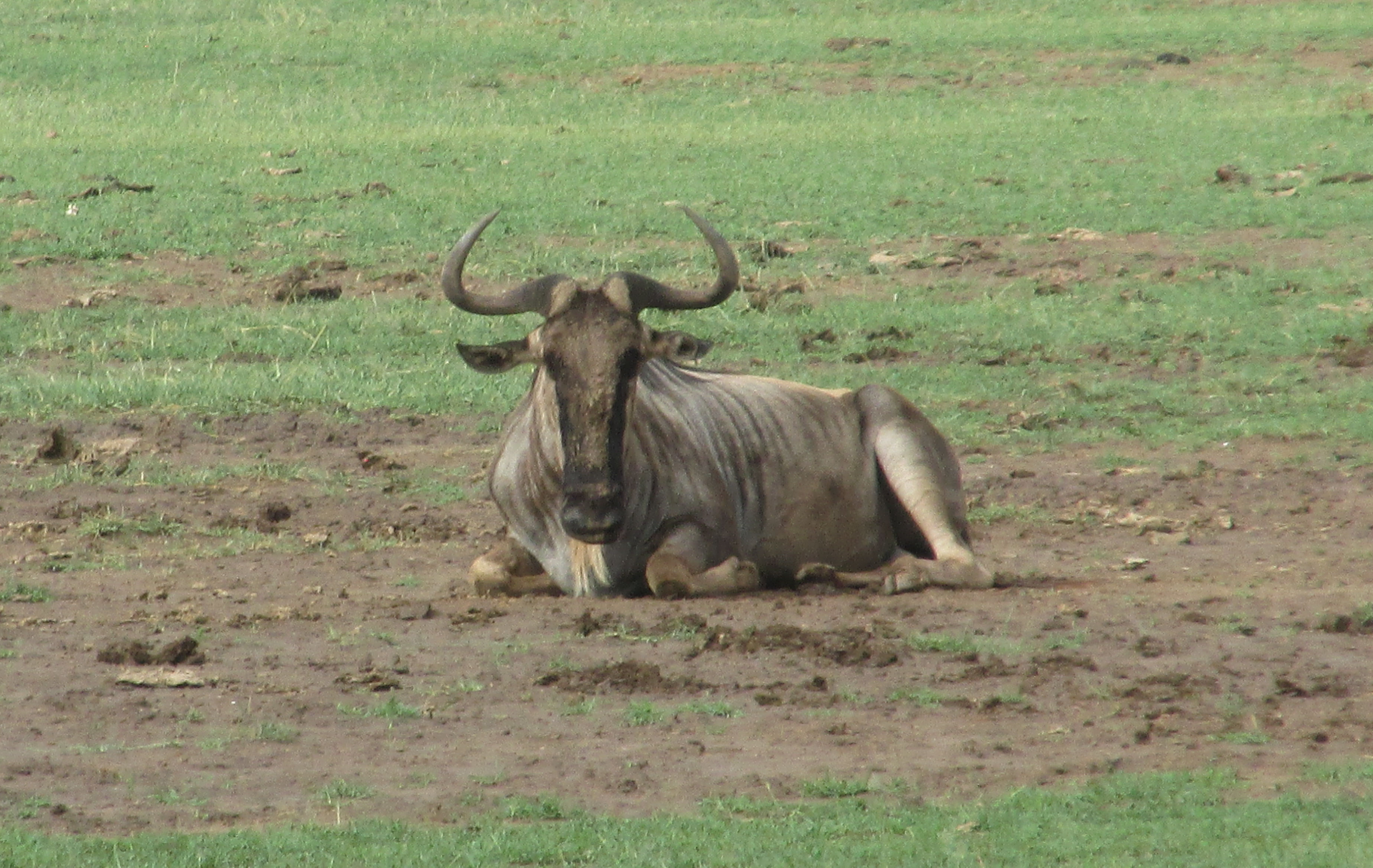 image Mara