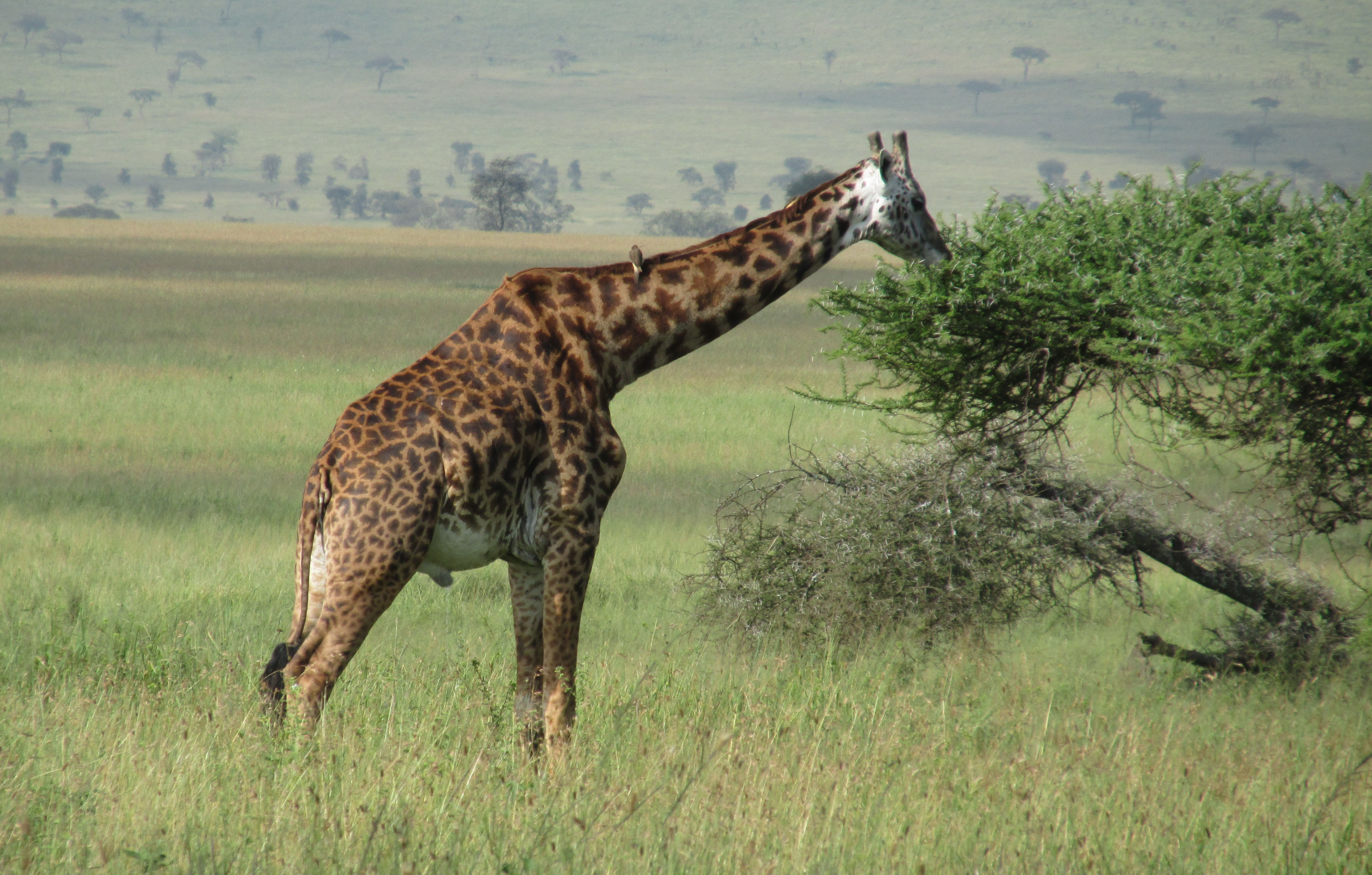 image Mara
