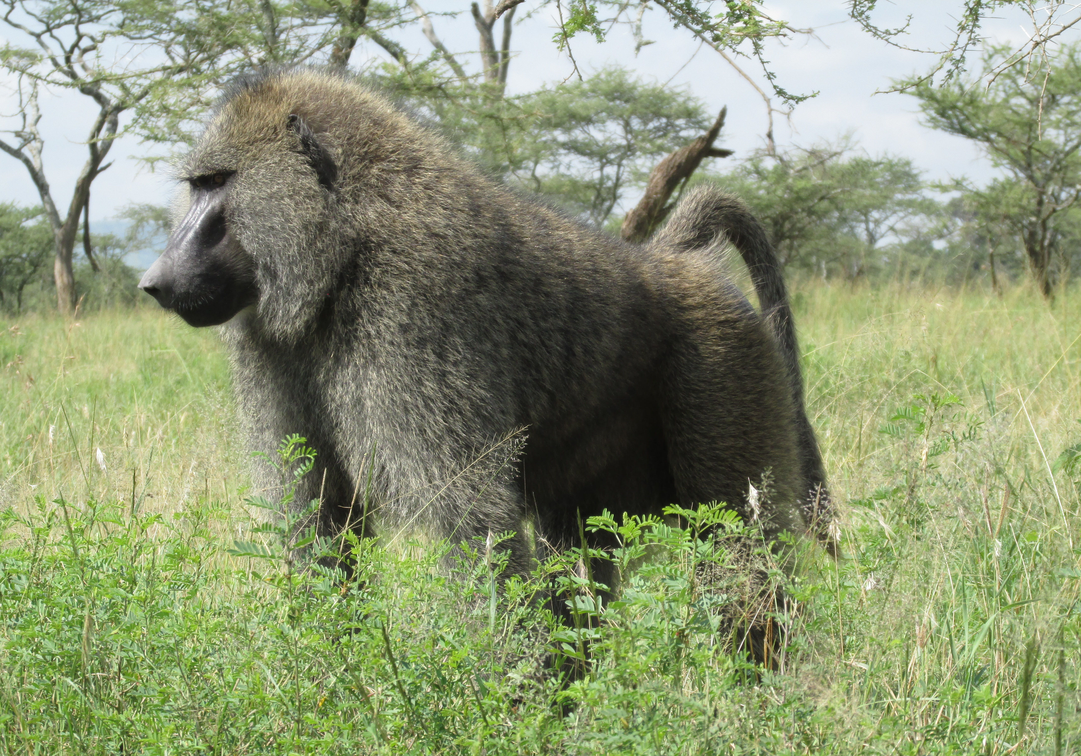 image Mara