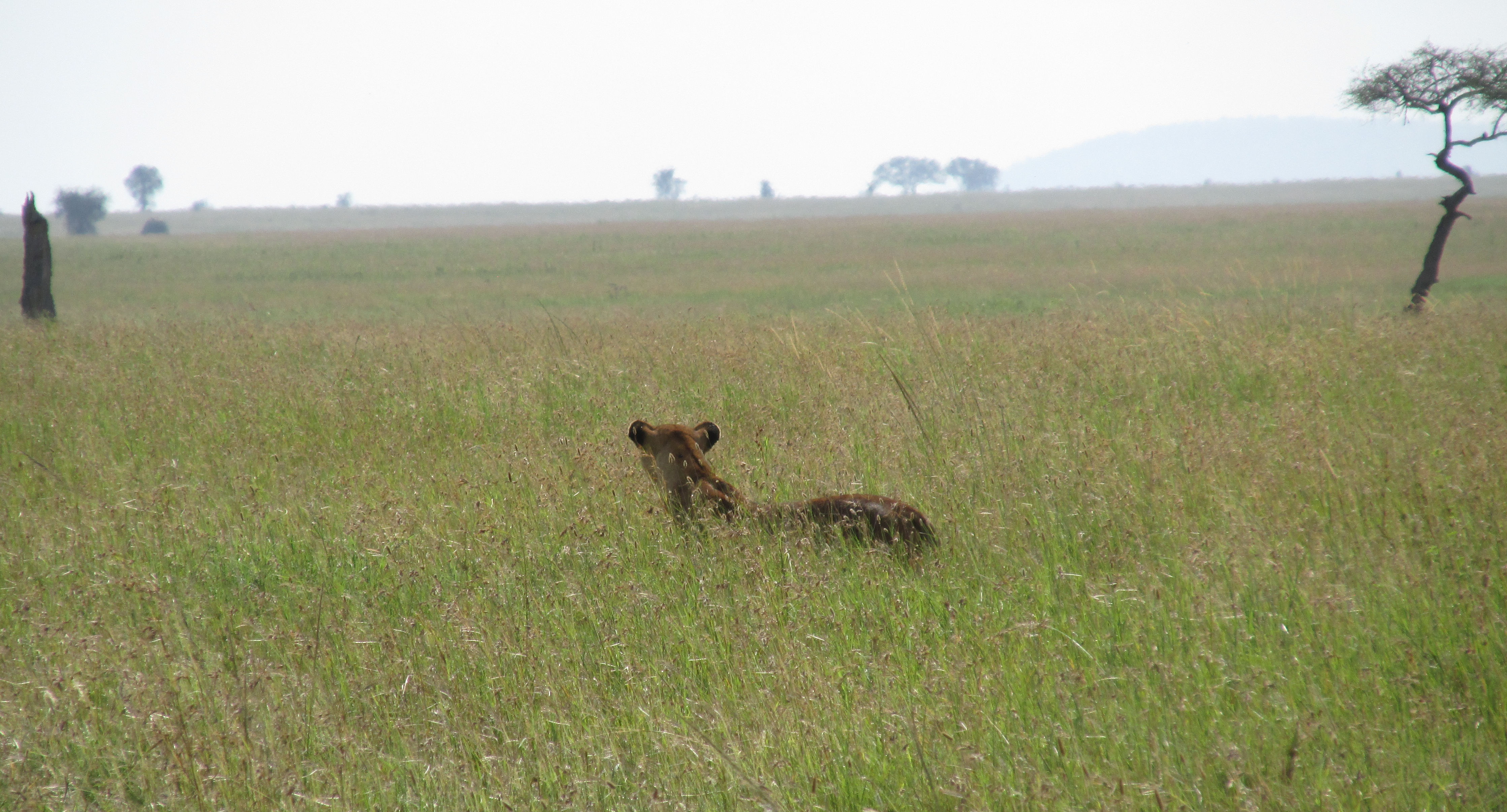 image Mara