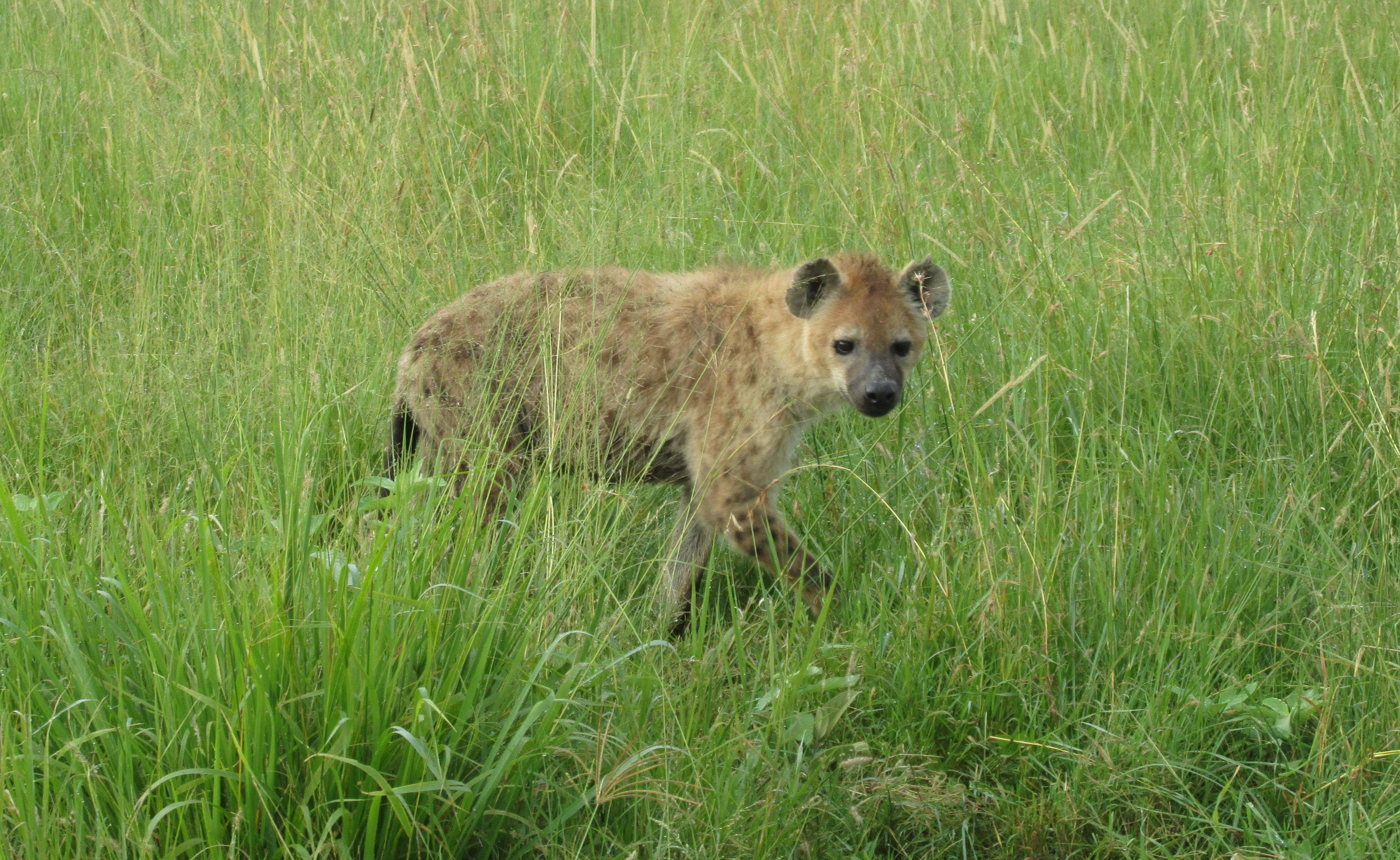 image Mara