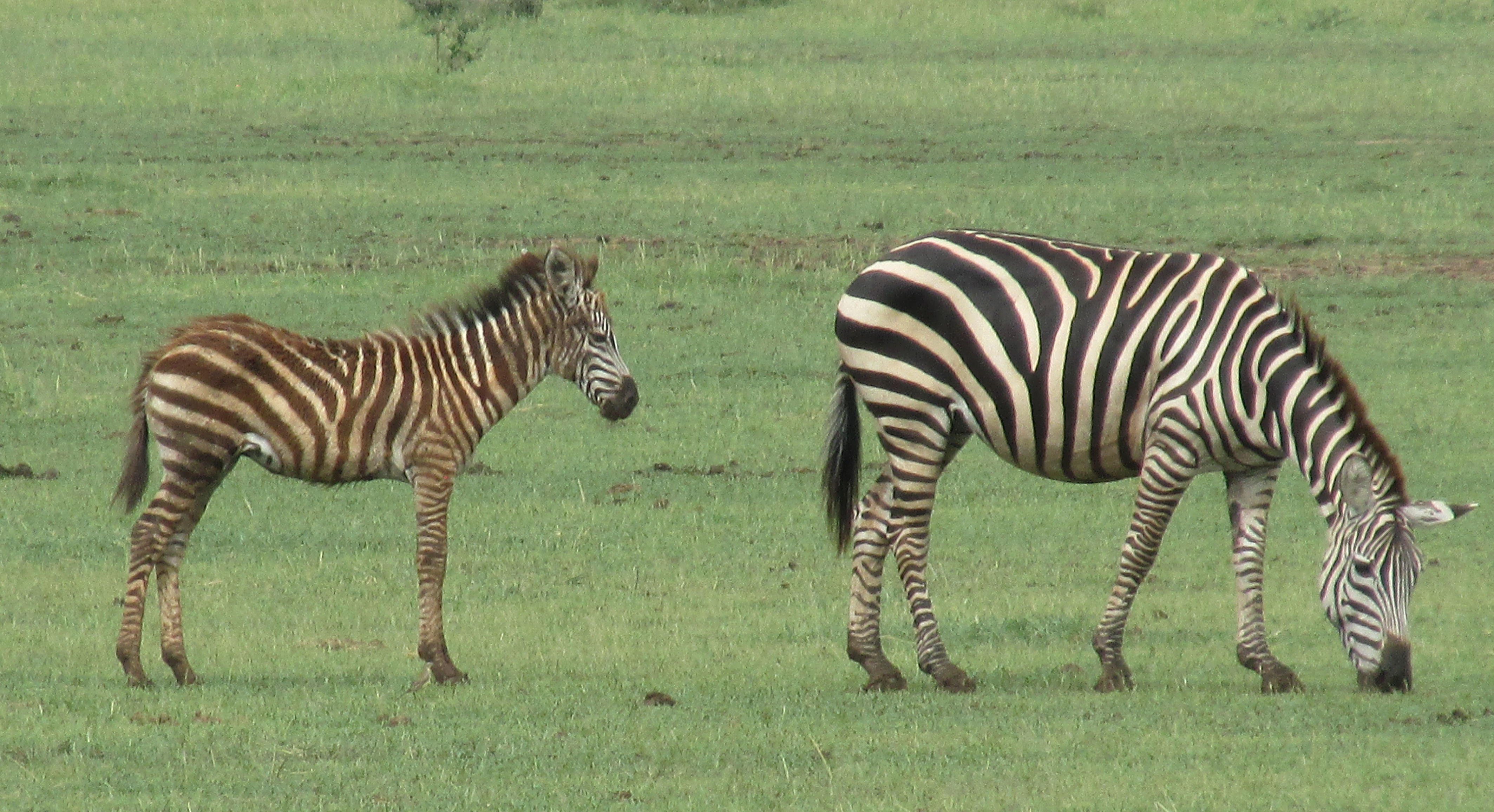 image Mara