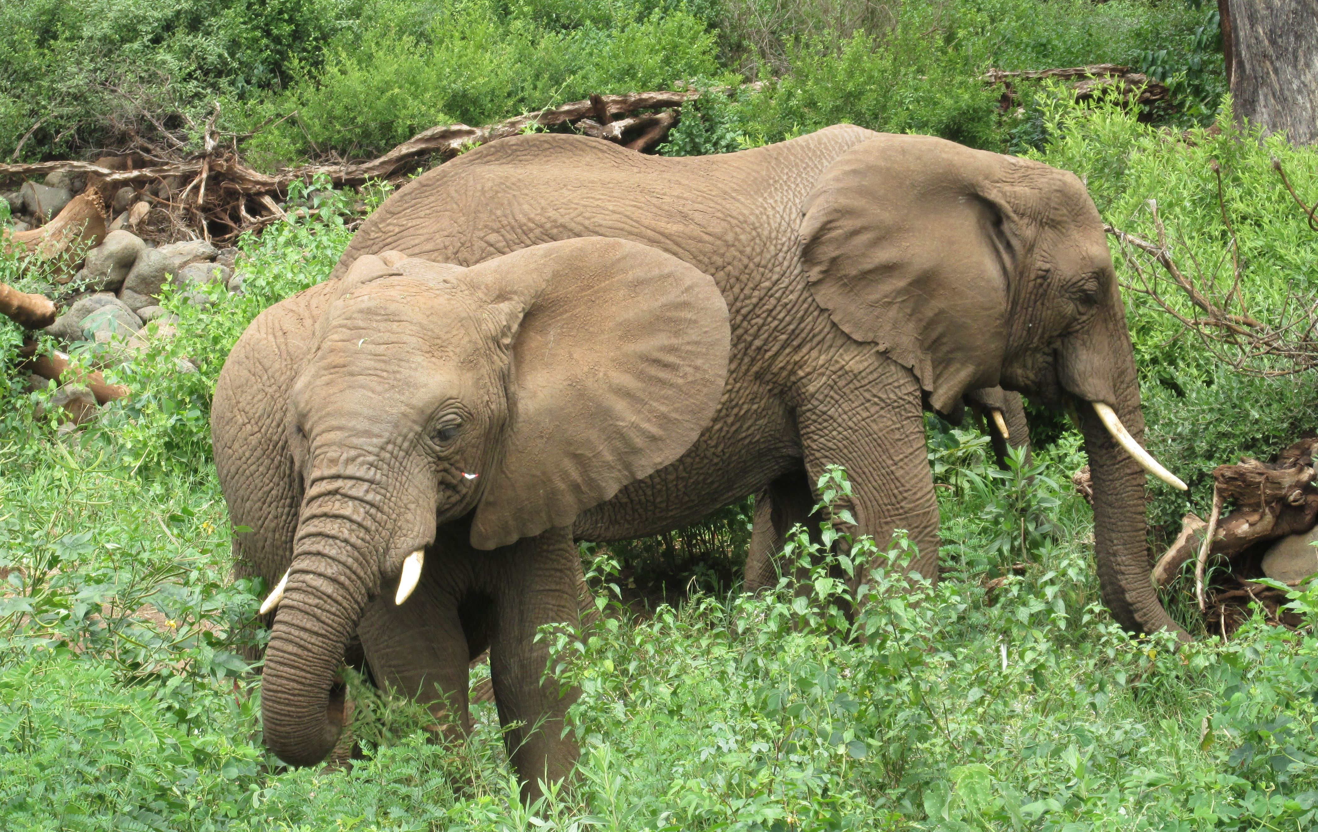 image Mara