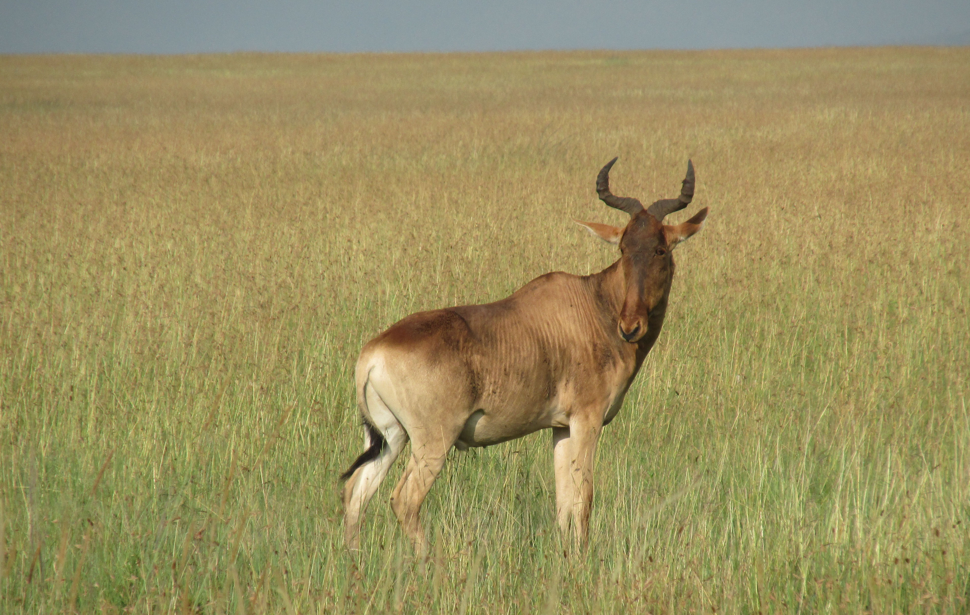 image Mara