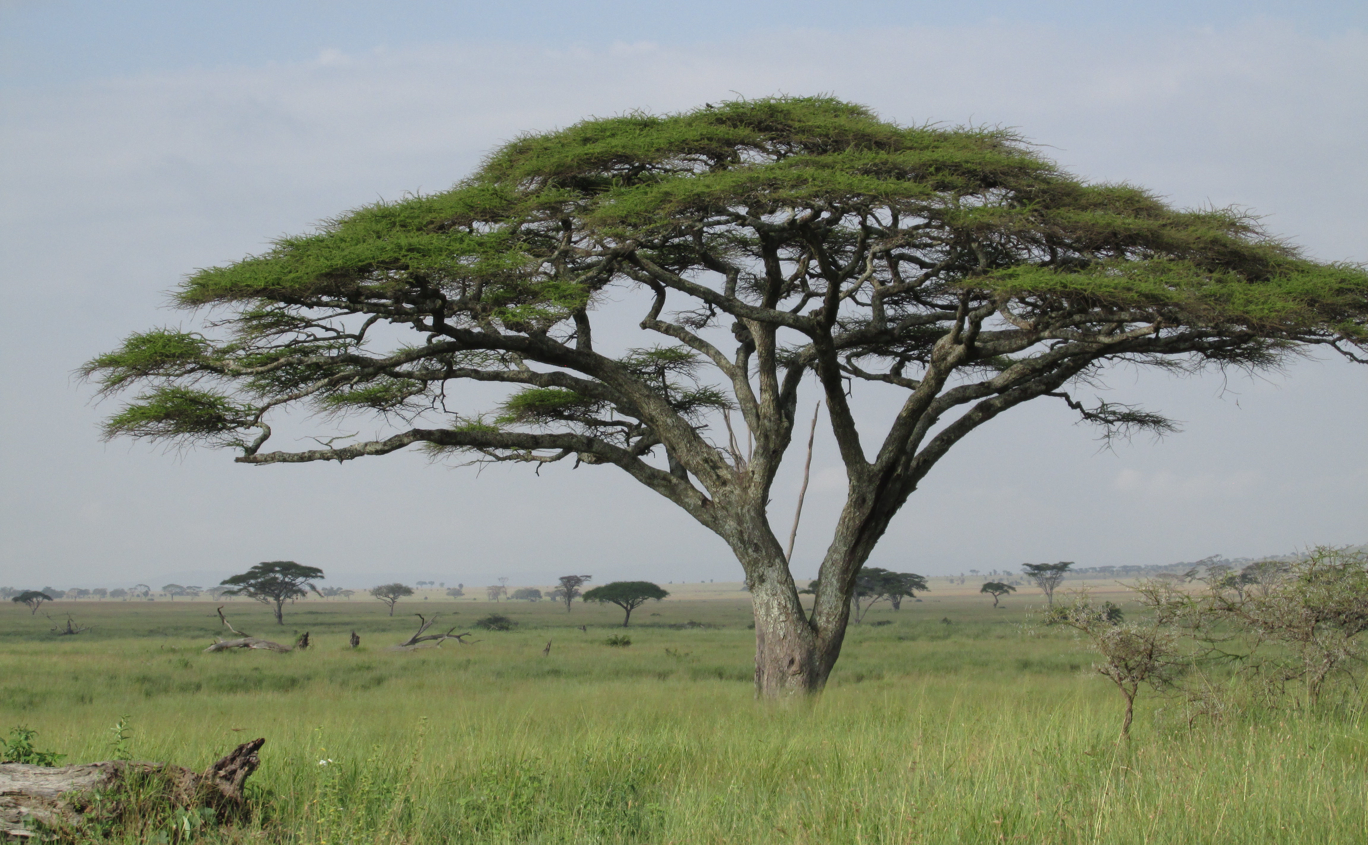 image Mara