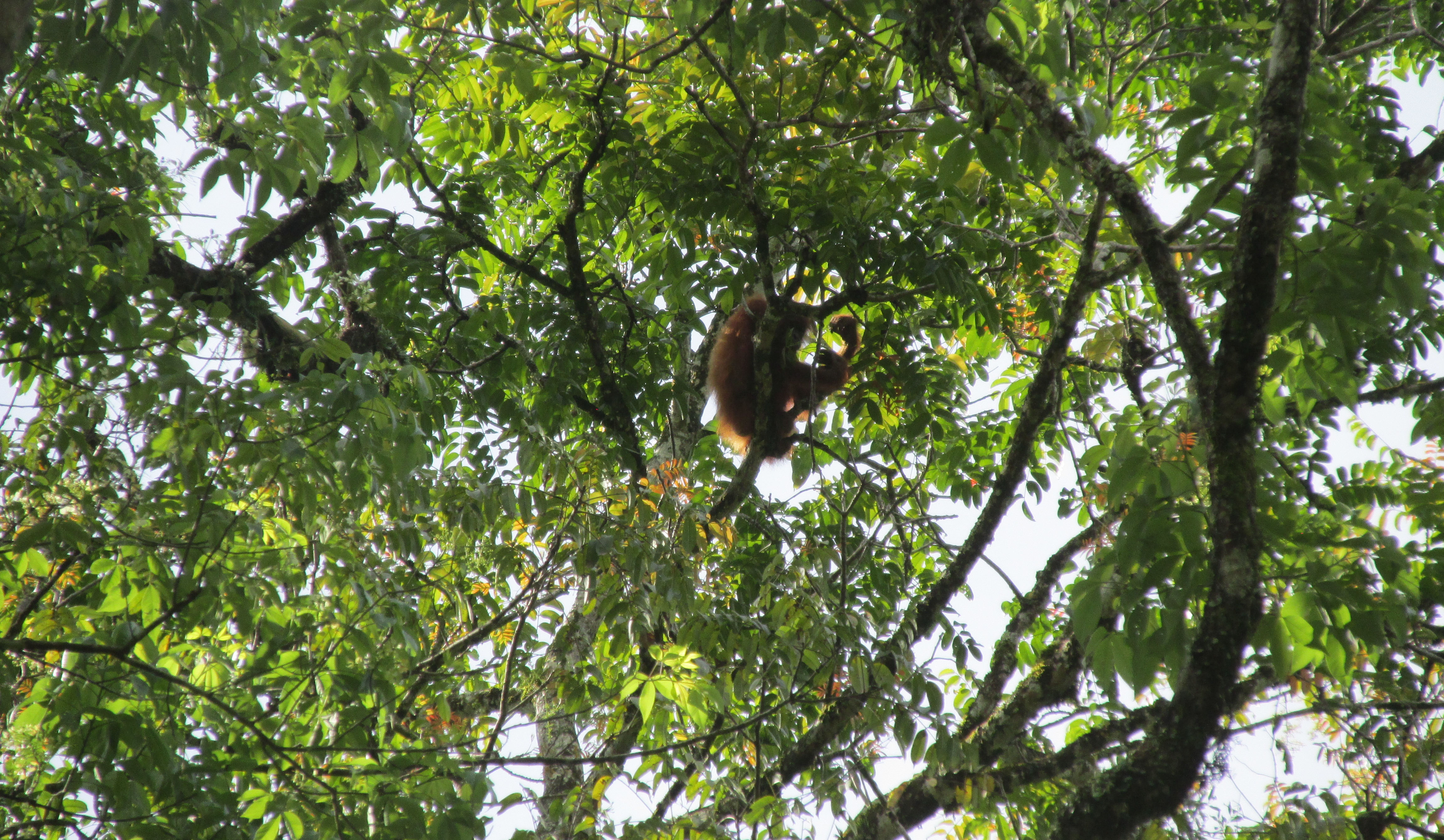 image Sumatera Utara
