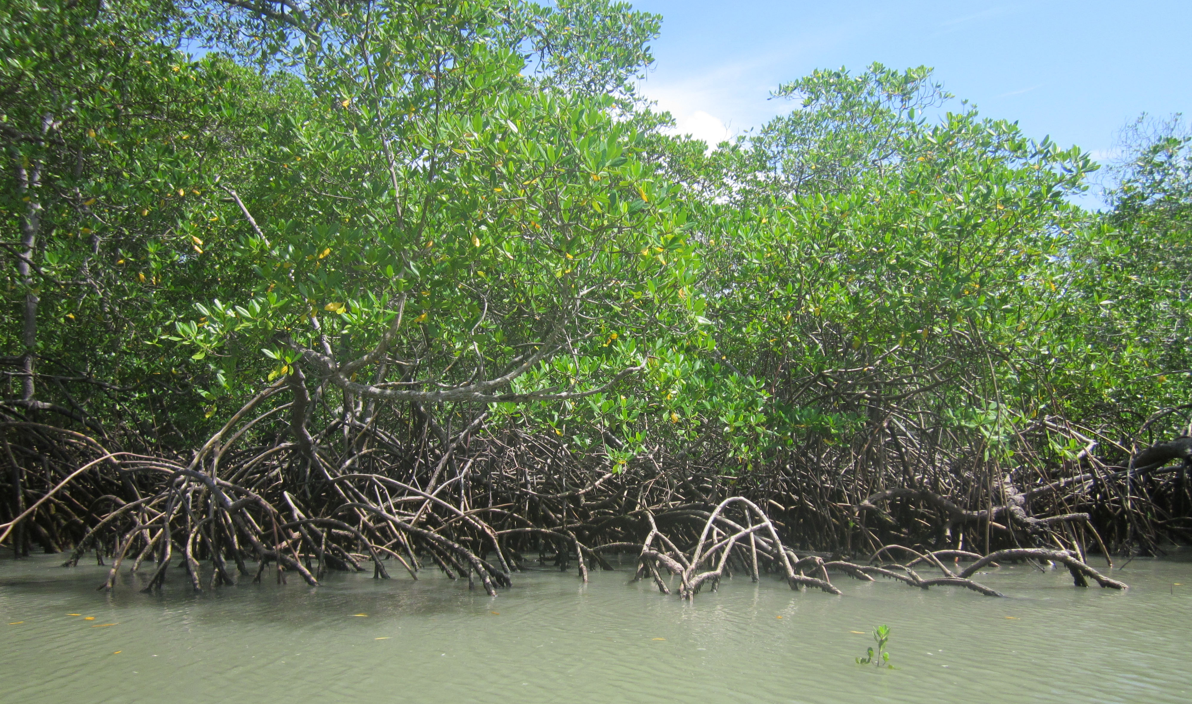 image Para