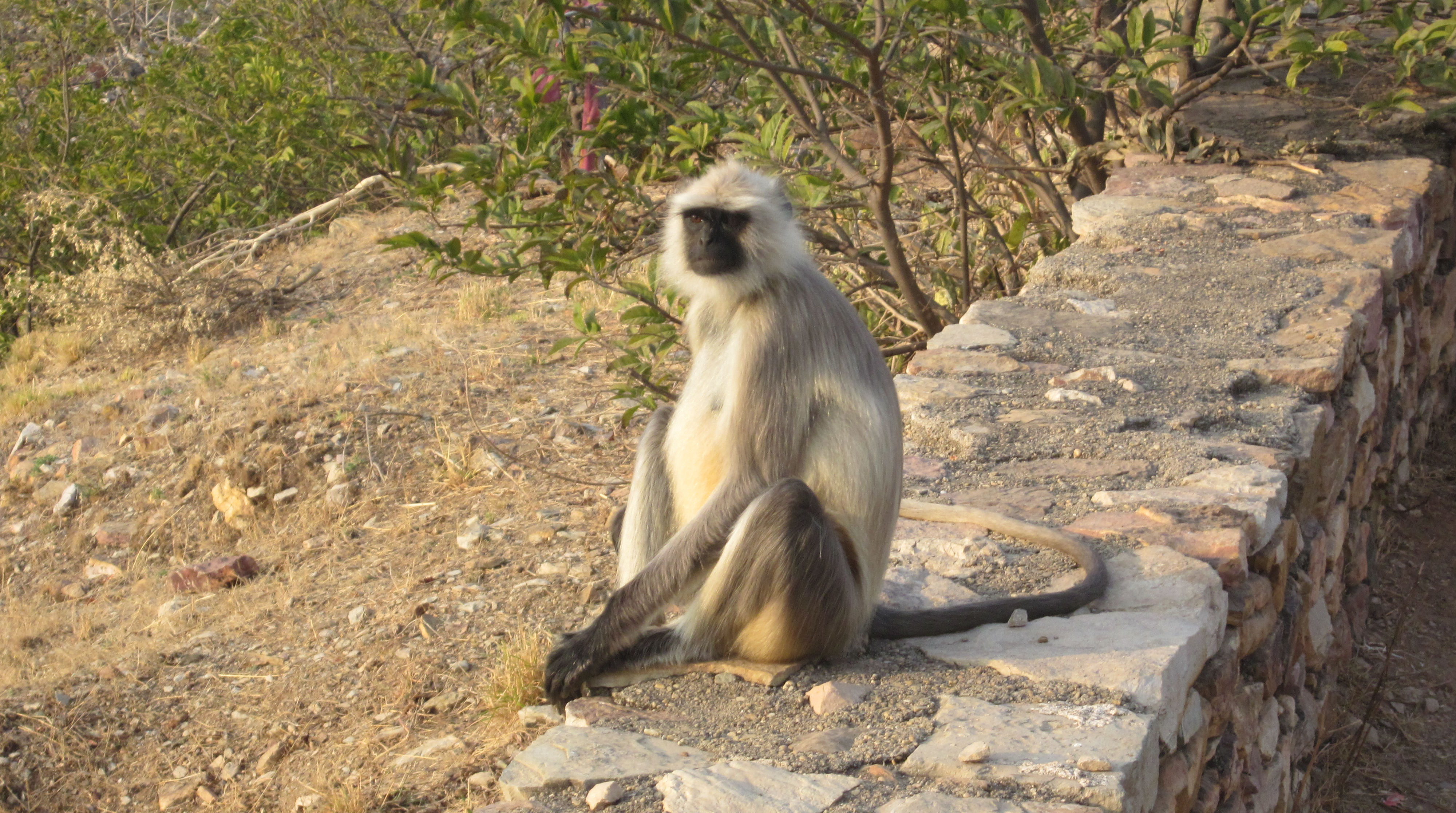 image Rajasthan