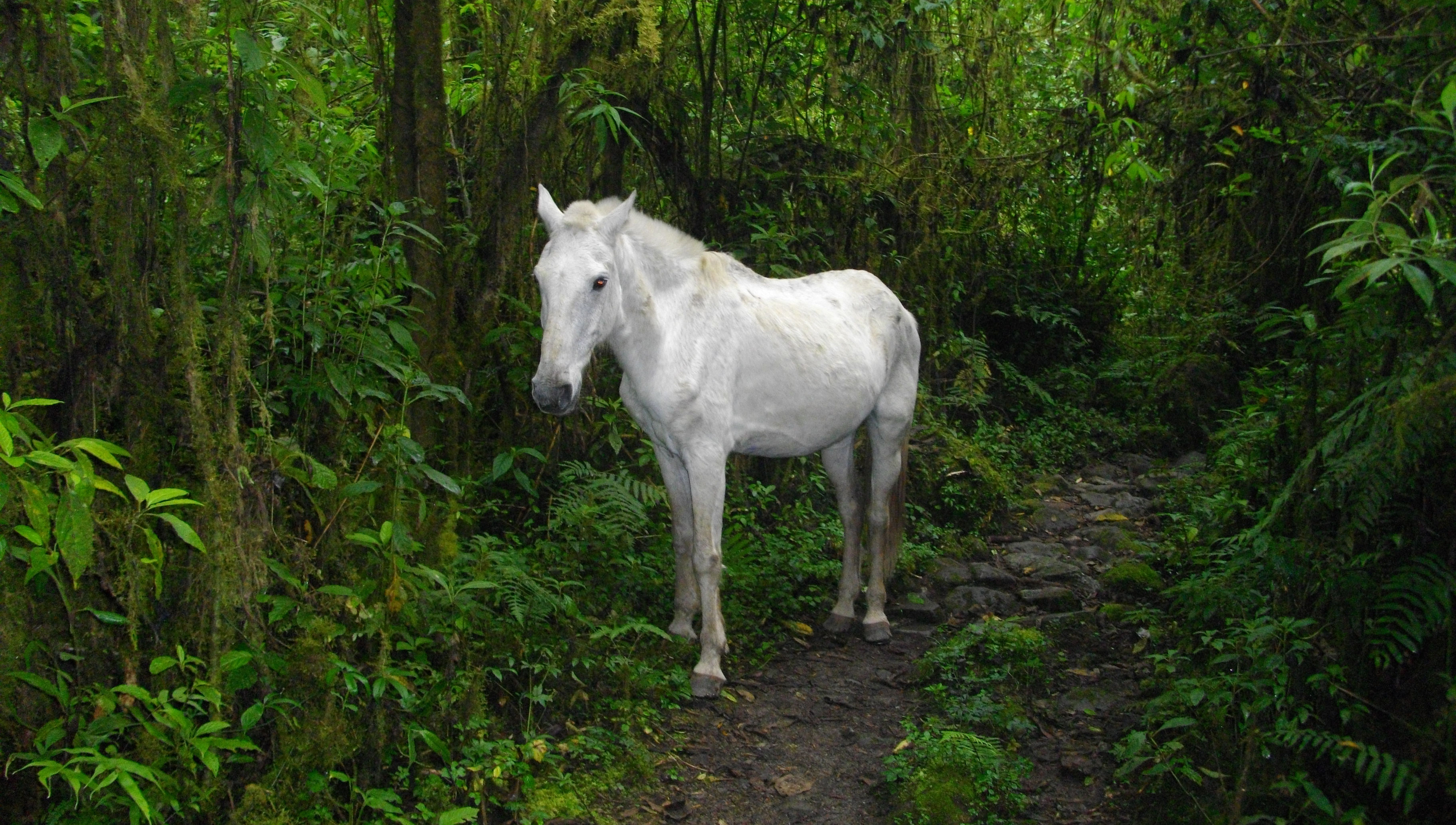 image El Páramo