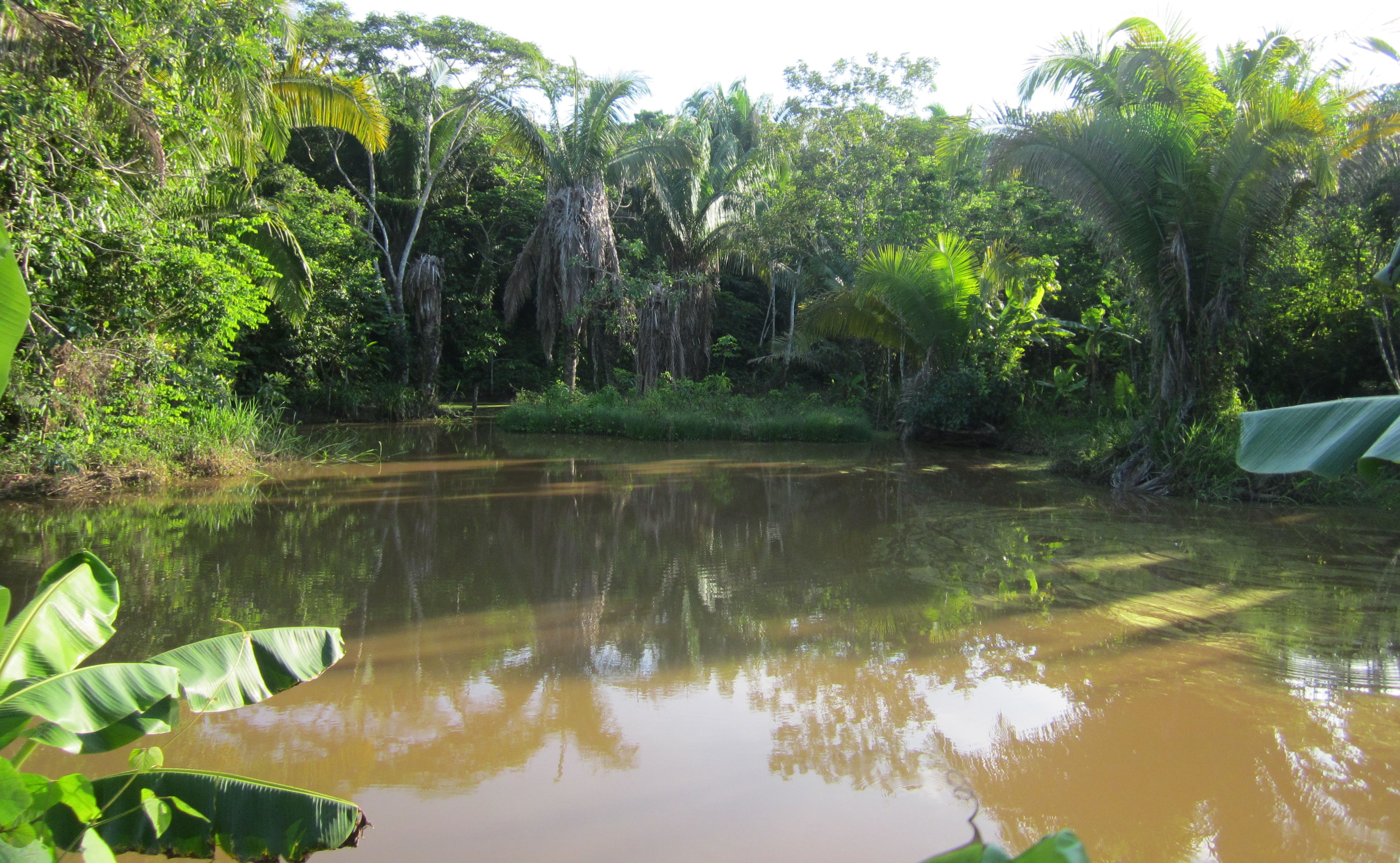 image Ucuyali