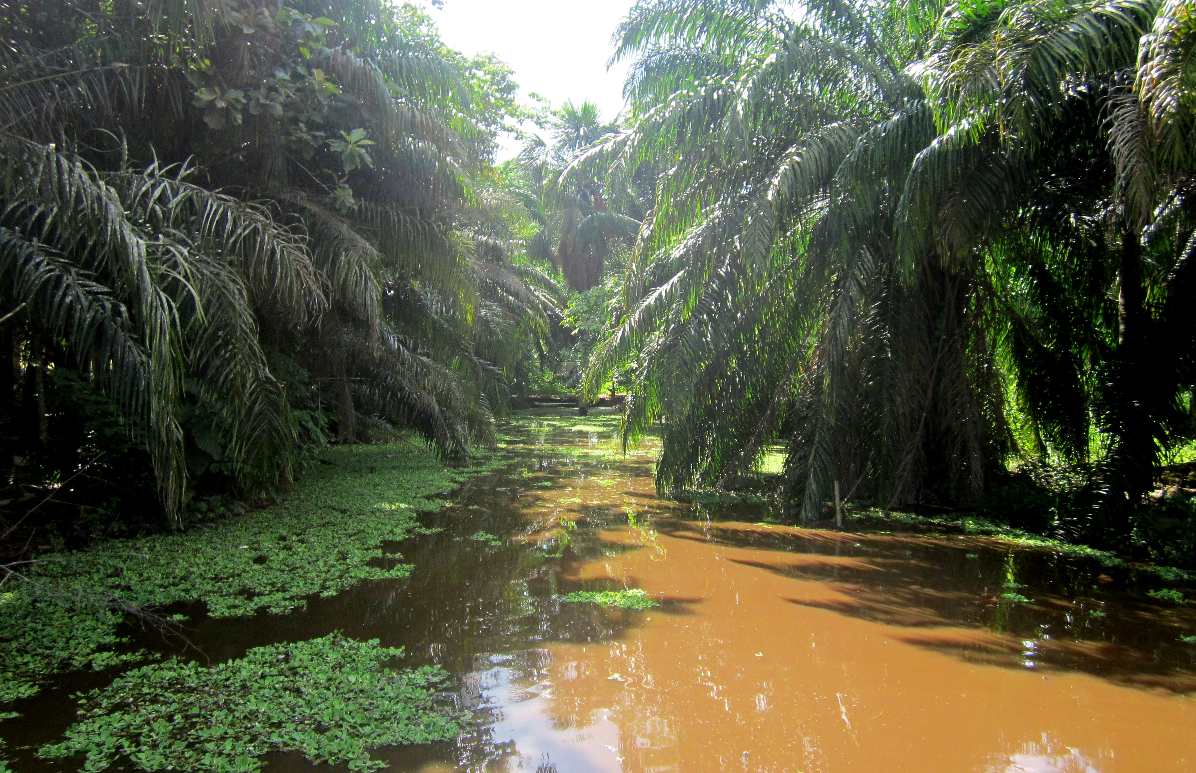 image Ucuyali