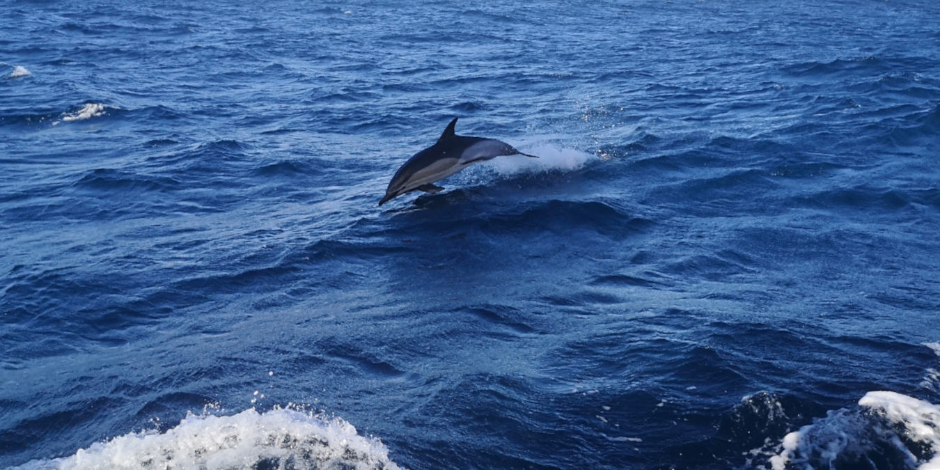 Dauphins