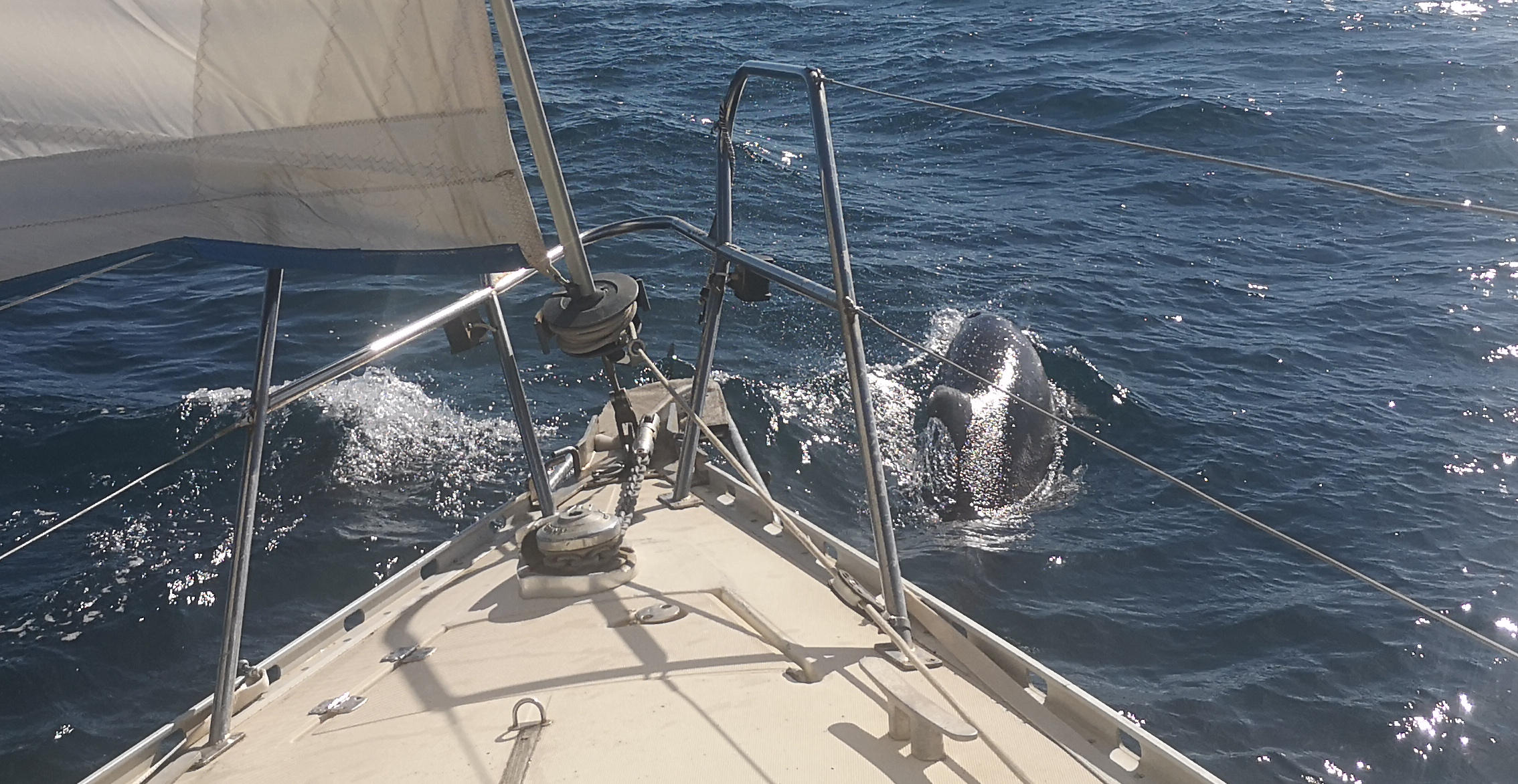 image dauphin